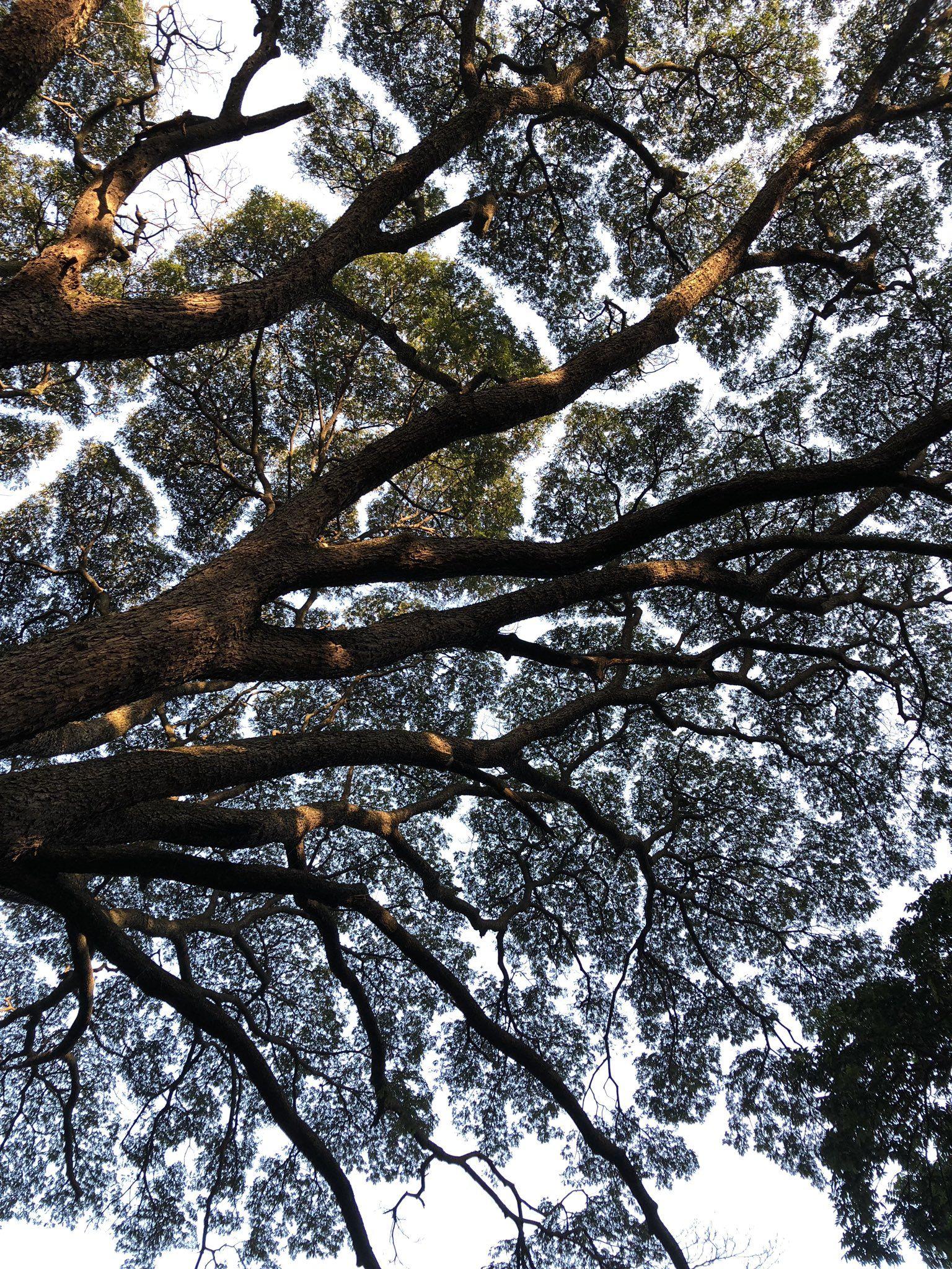 Crown Shyness Wallpapers - Top Free Crown Shyness Backgrounds