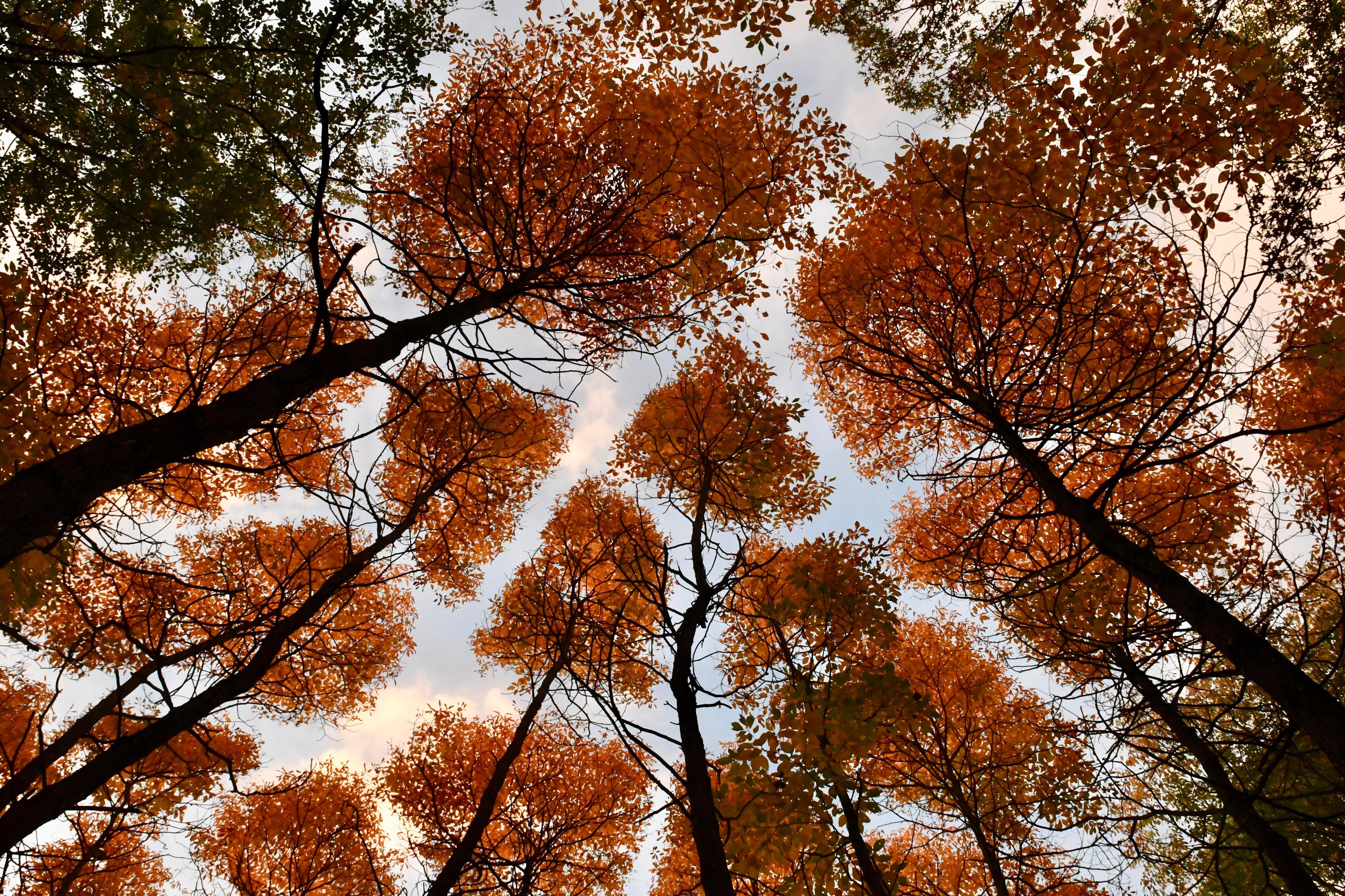 5568x3712 Crown shyness in autumn colours- Black Oak Heritage Park.: windsorontario