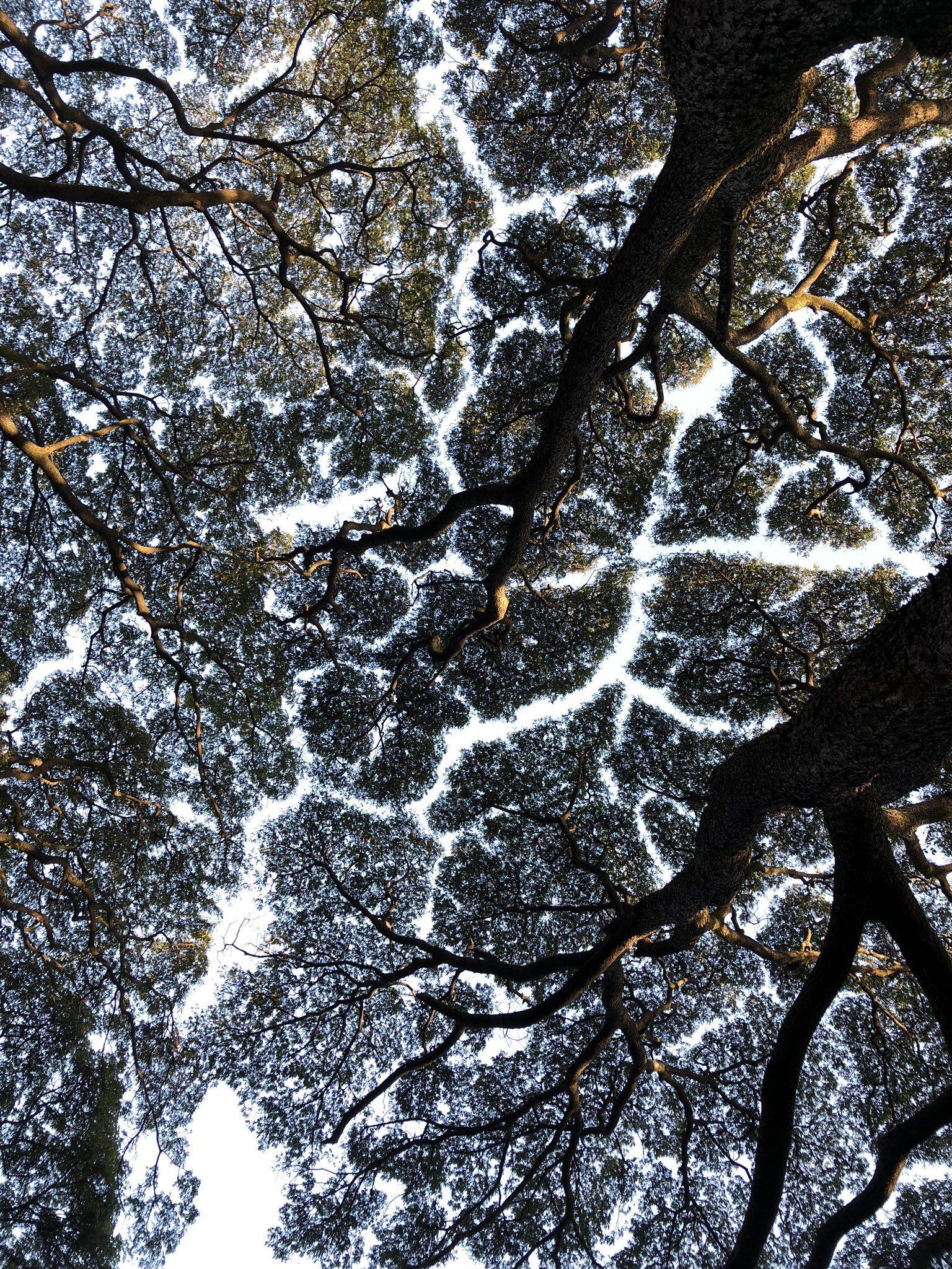 1536x2048 Radha's impossible to talk about Rain Trees and not discuss canopy shyness or crown shyness. Look at those gorgeous maps in the sky? ♥️ Photographs from Cubbon Park #FiftyTrees #