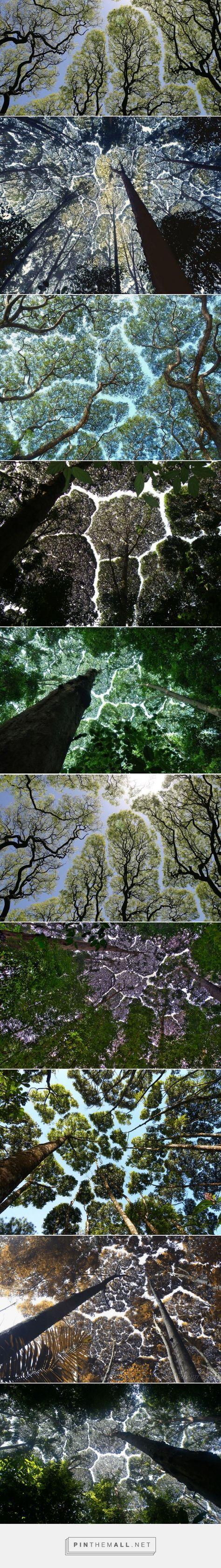 474x3369 Best Crown Shyness ideas. tree canopy, natural phenomena, tree