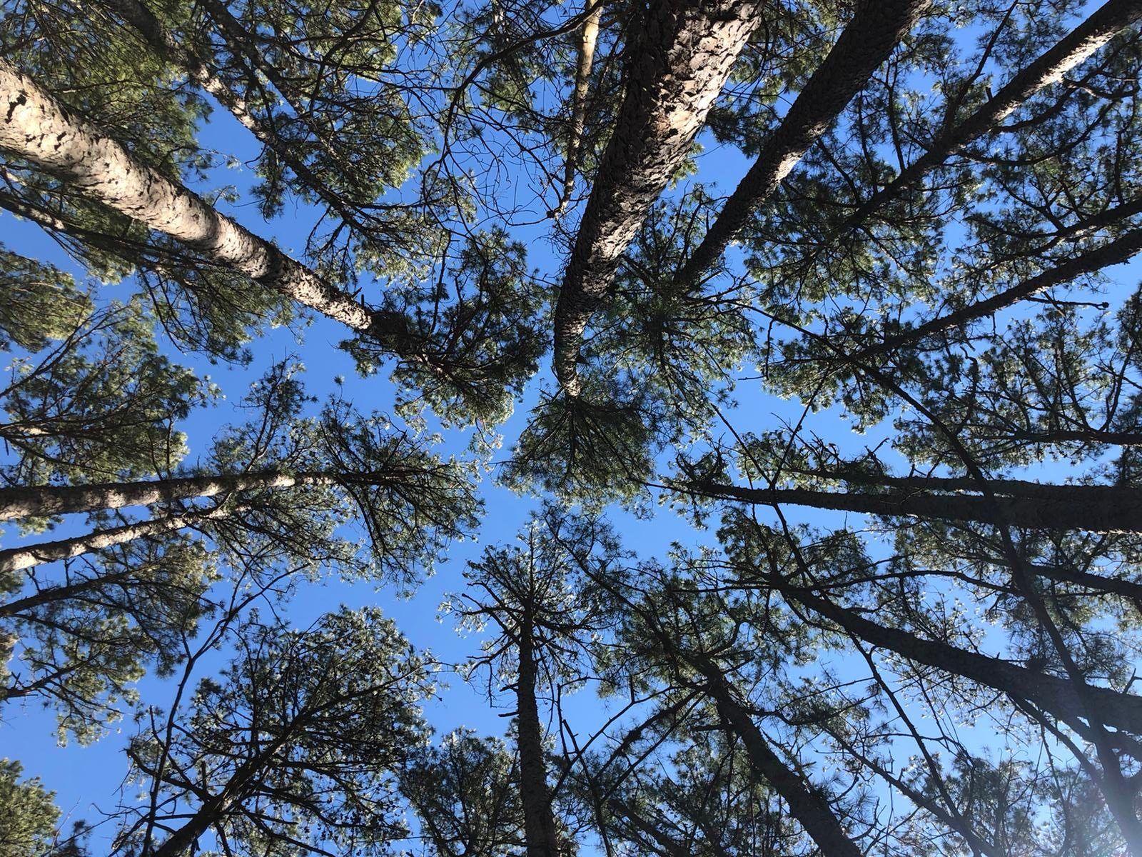 Crown Shyness Wallpapers - Top Free Crown Shyness Backgrounds