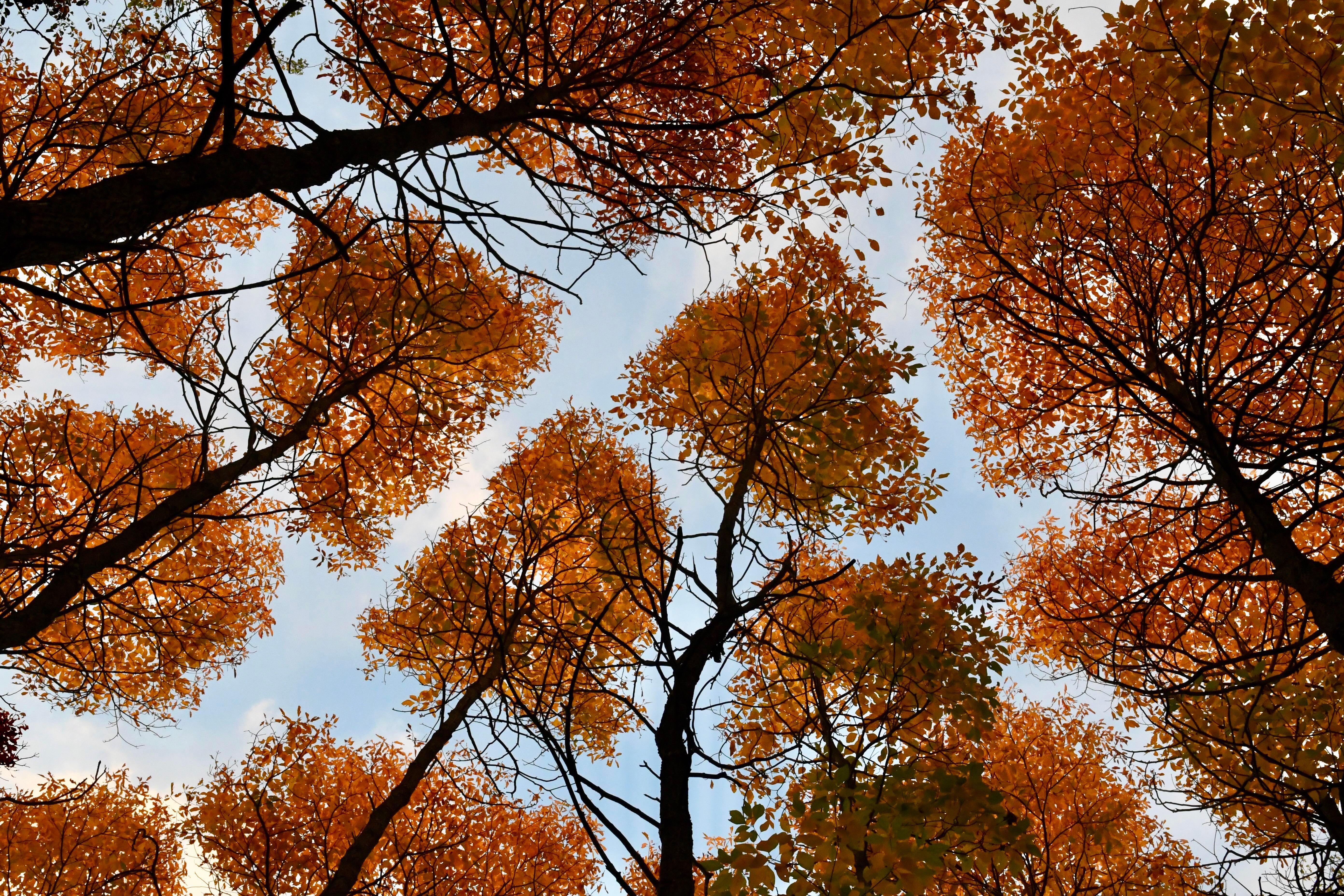 5568x3712 Crown shyness in autumn colours- Black Oak Heritage Park.: windsorontario