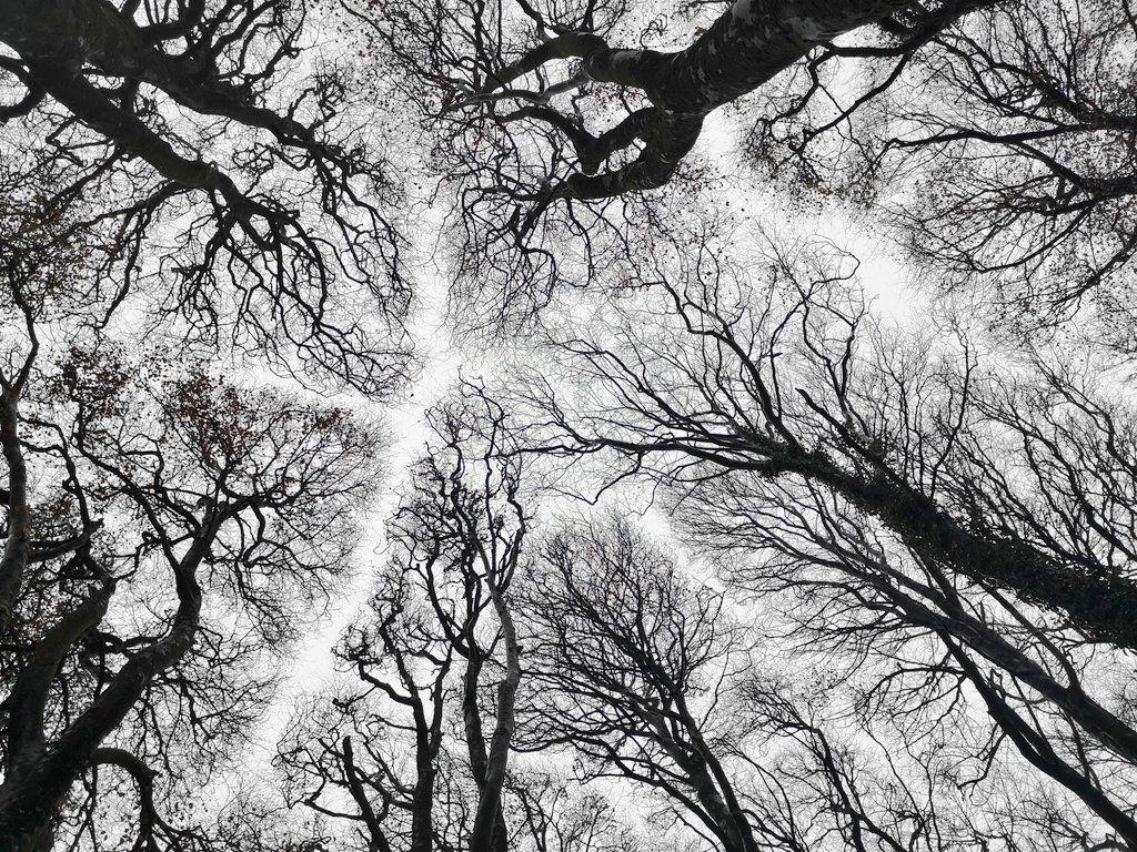 1024x768 Swansea Tree Forum beautiful beech cathedral is at in beautiful Pembrokeshire. Peter Wohlleben's amazing book 'The Hidden Life of Trees' talks about crown shyness, and lots of other