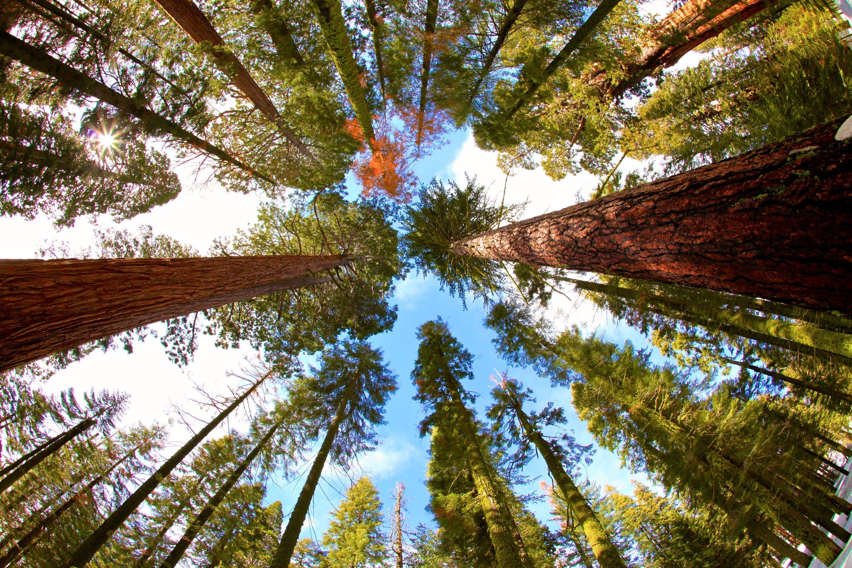 2808x1872 Sequoia National Park