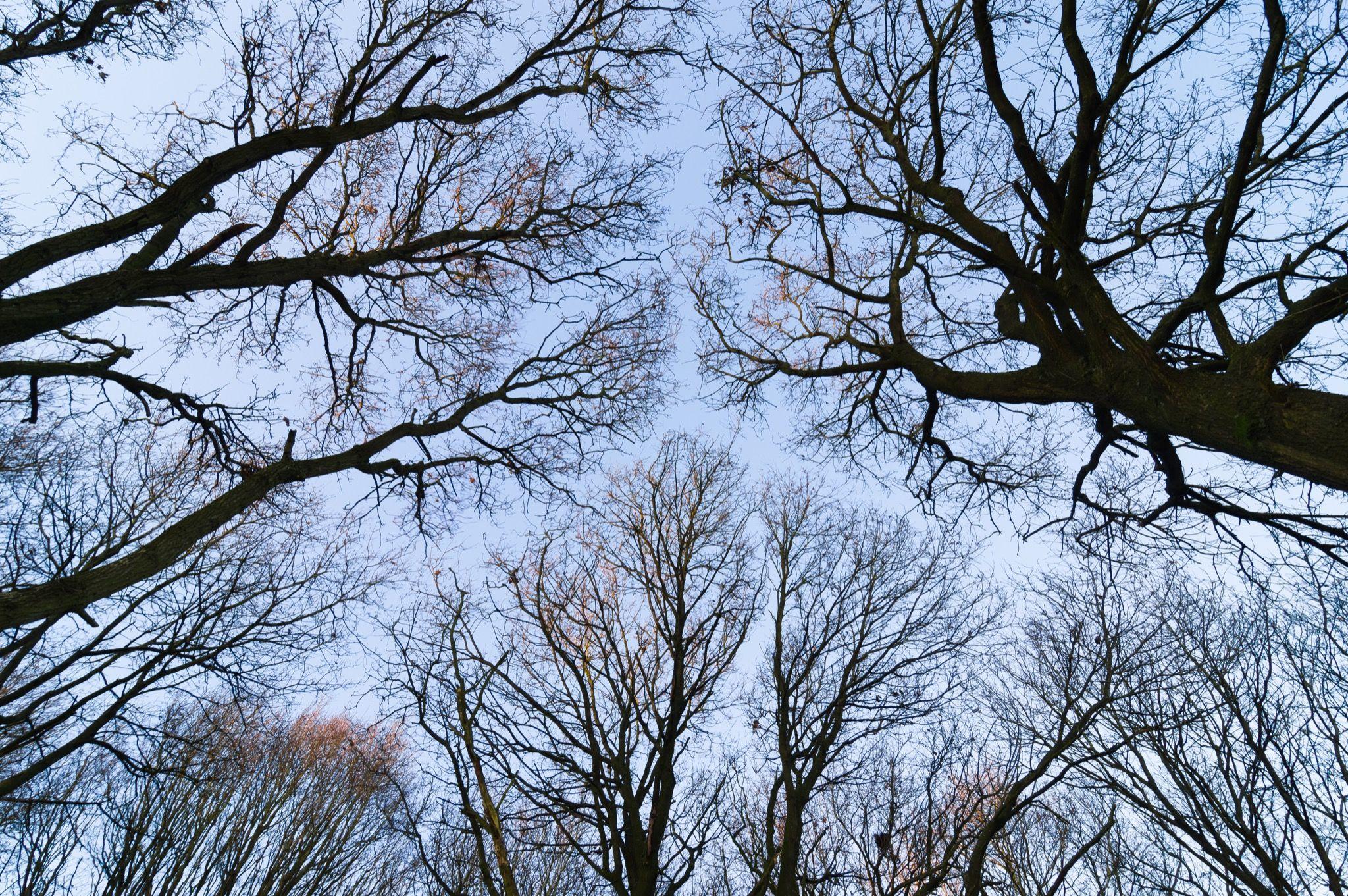 Crown Shyness Wallpapers - Top Free Crown Shyness Backgrounds ...