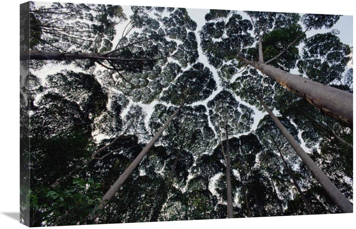 Crown Shyness Wallpapers - Top Free Crown Shyness Backgrounds