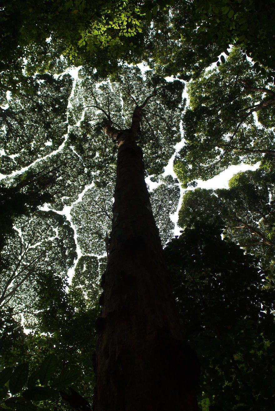 880x1315 Amazing Examples Of Crown Shyness, A Phenomenon Where Trees Avoid Touching