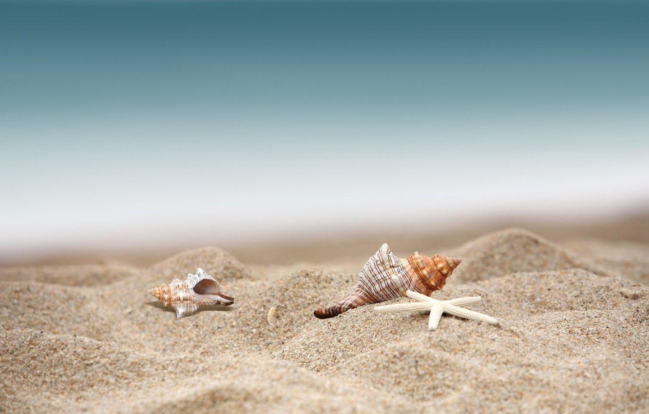 1332x850 Wallpaper sea, beach, summer, shell, starfish, sandy beach image for desktop, section природа