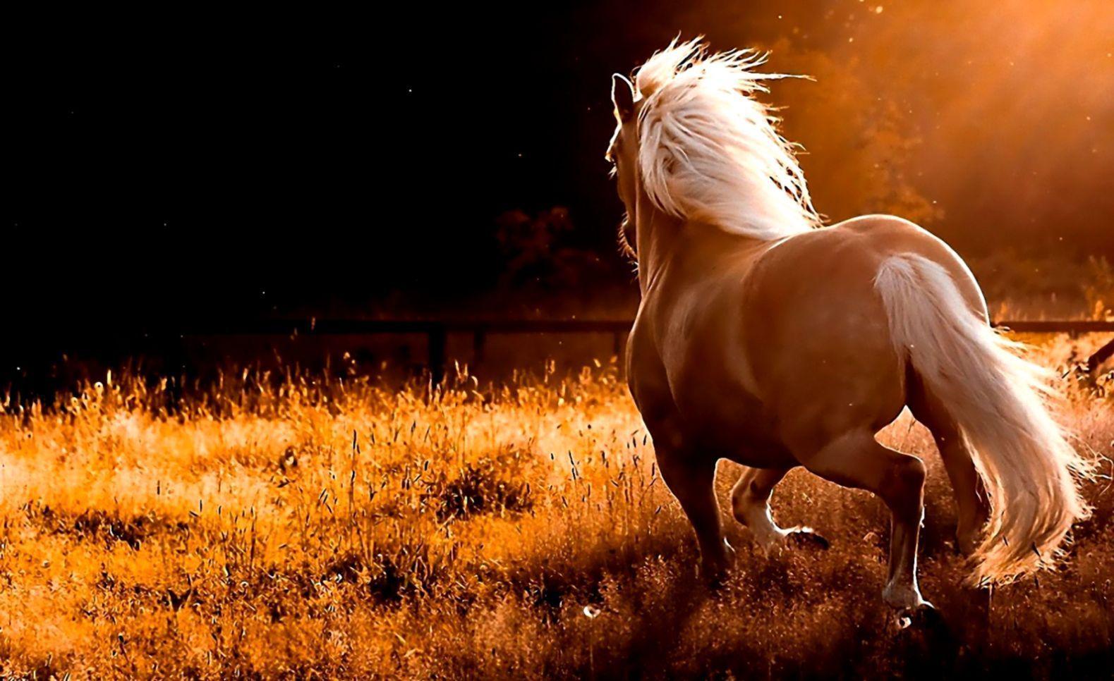 1579x966 Wild Horses Desktop Wallpaper. Image Wallpaper HD. Horse wallpaper, Horses, Beautiful horses