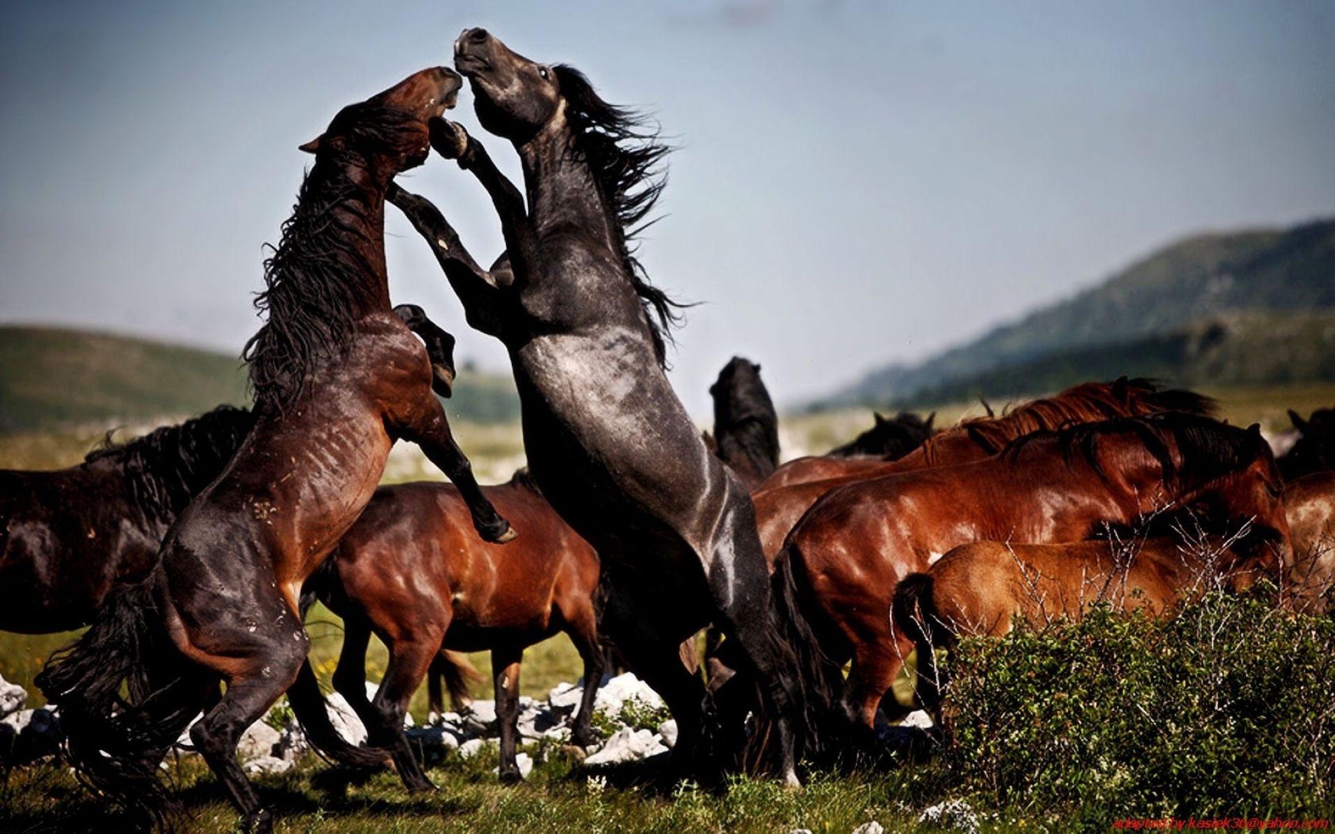 1920x1200 Fight The Two Wild Horse Herd Wild Desktop Wallpaper HD :