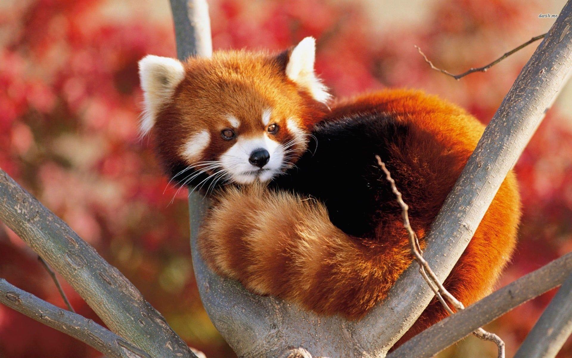 1920x1200 Red Panda HD Wallpaper