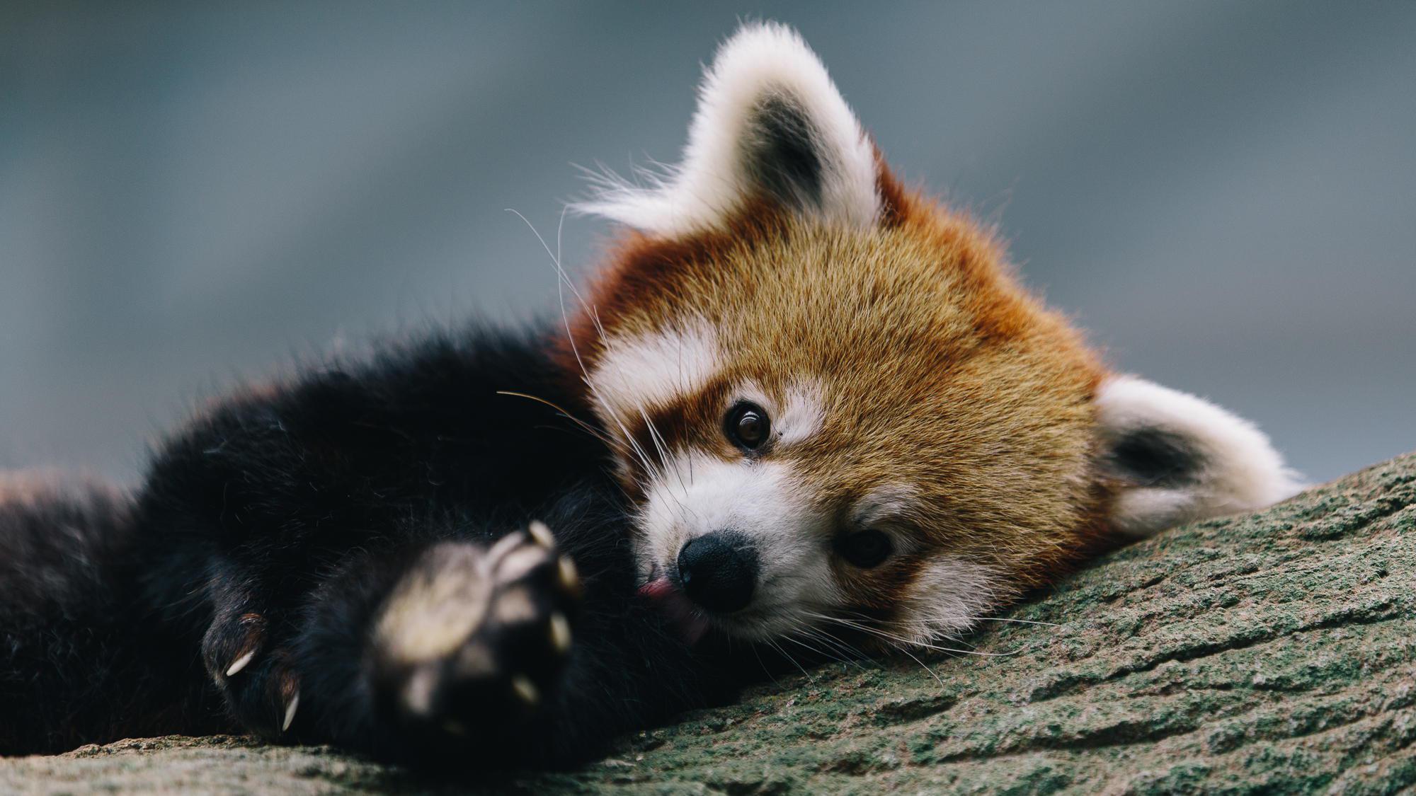 2000x1125 Red Panda Background