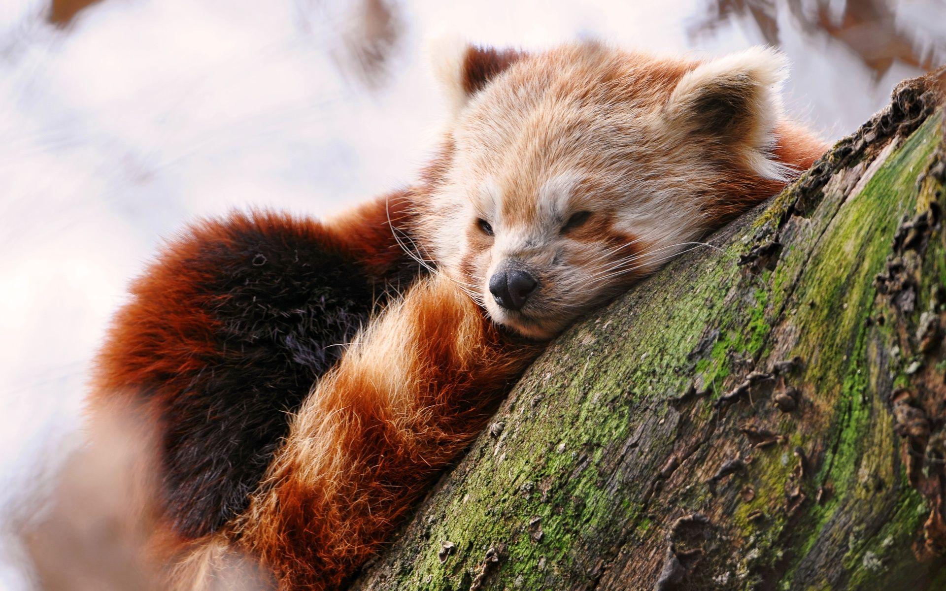 Cute Red Panda Wallpapers Top Free Cute Red Panda Backgrounds Wallpaperaccess