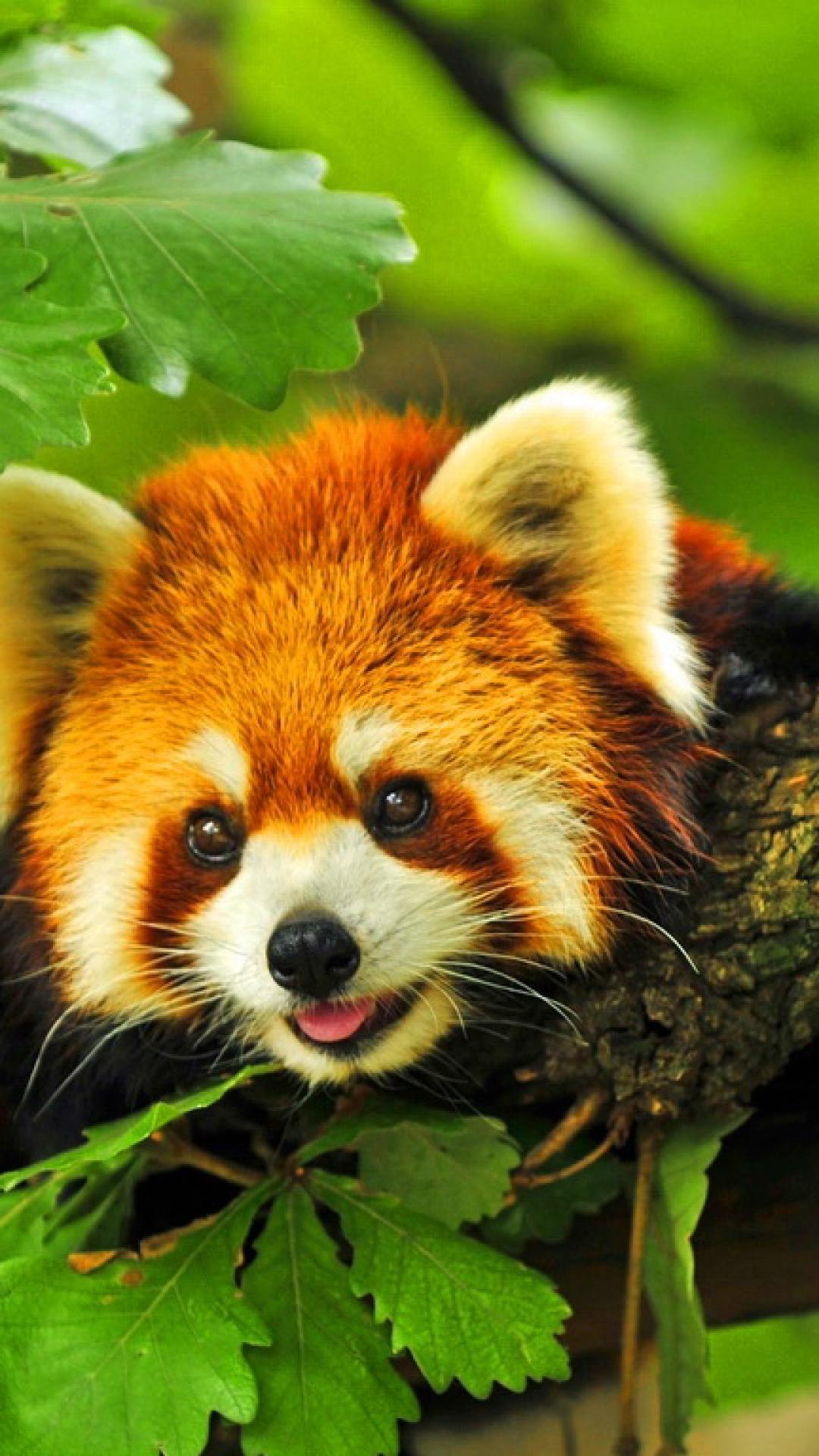 1080x1920 Free download Cute Red Panda Wallpaper Cute Red Panda Cute iPhone 6 [1080x1920] for your Desktop, Mobile & Tablet. Explore Cute Red Panda Wallpaper. Red Panda Wallpaper