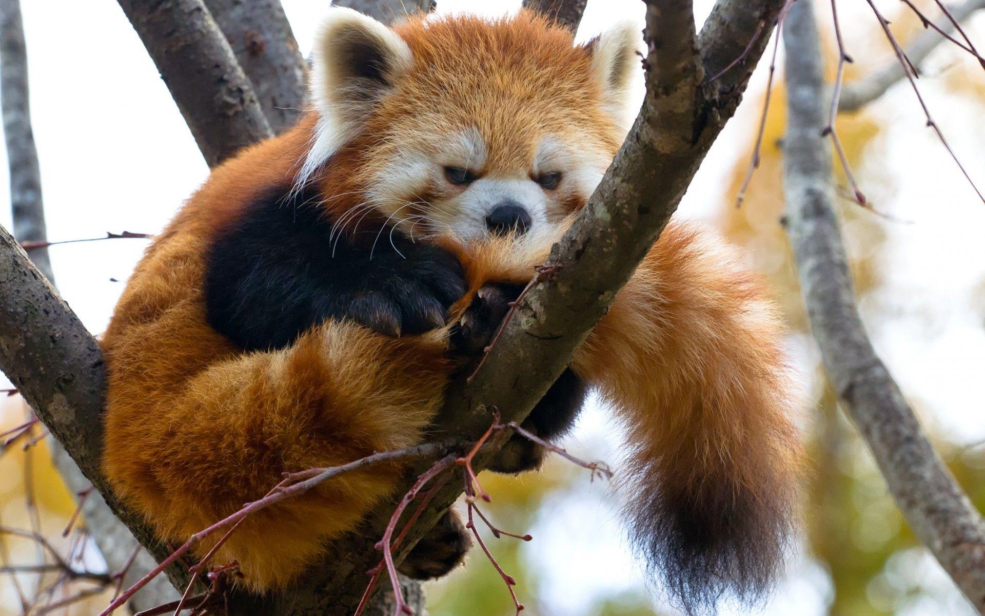 1920x1200 Wallpaper Red Panda Animated