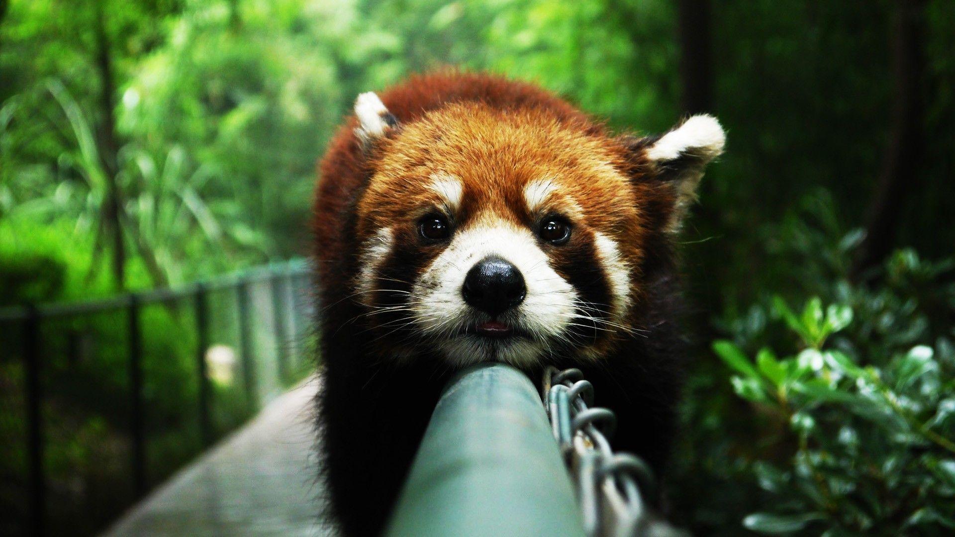 1920x1080 Cute Red Panda Wallpaper