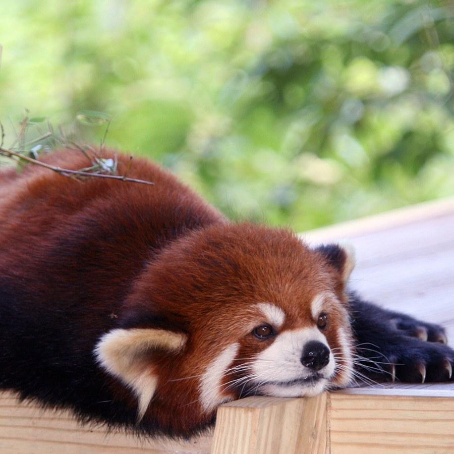 900x900 RED PANDA Wallpaper v1 for Android