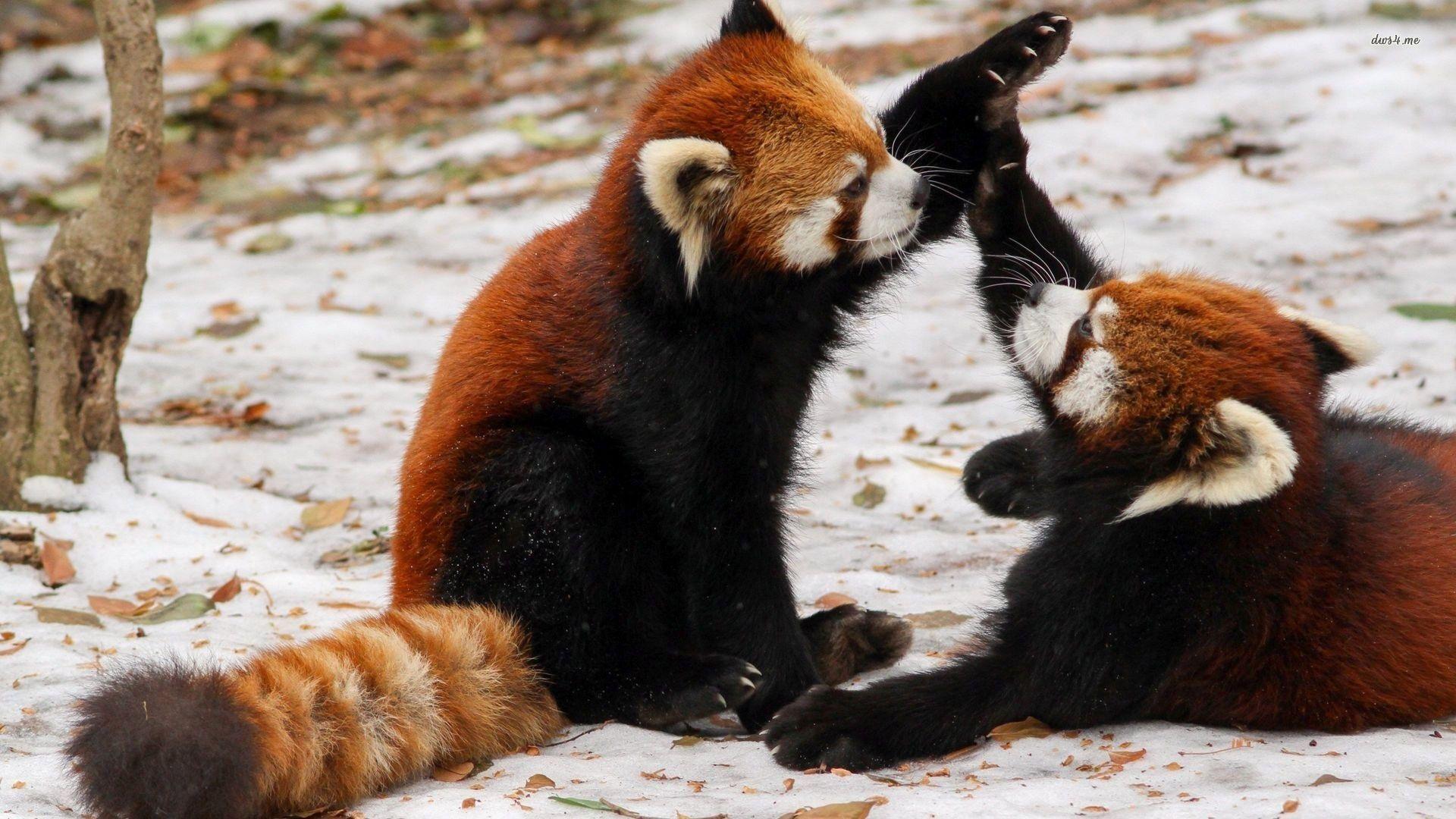 1920x1080 Two Cute Back Brown With Fur Tail Red Panda Are Sitting On Snow Playing HD Panda Wallpaper