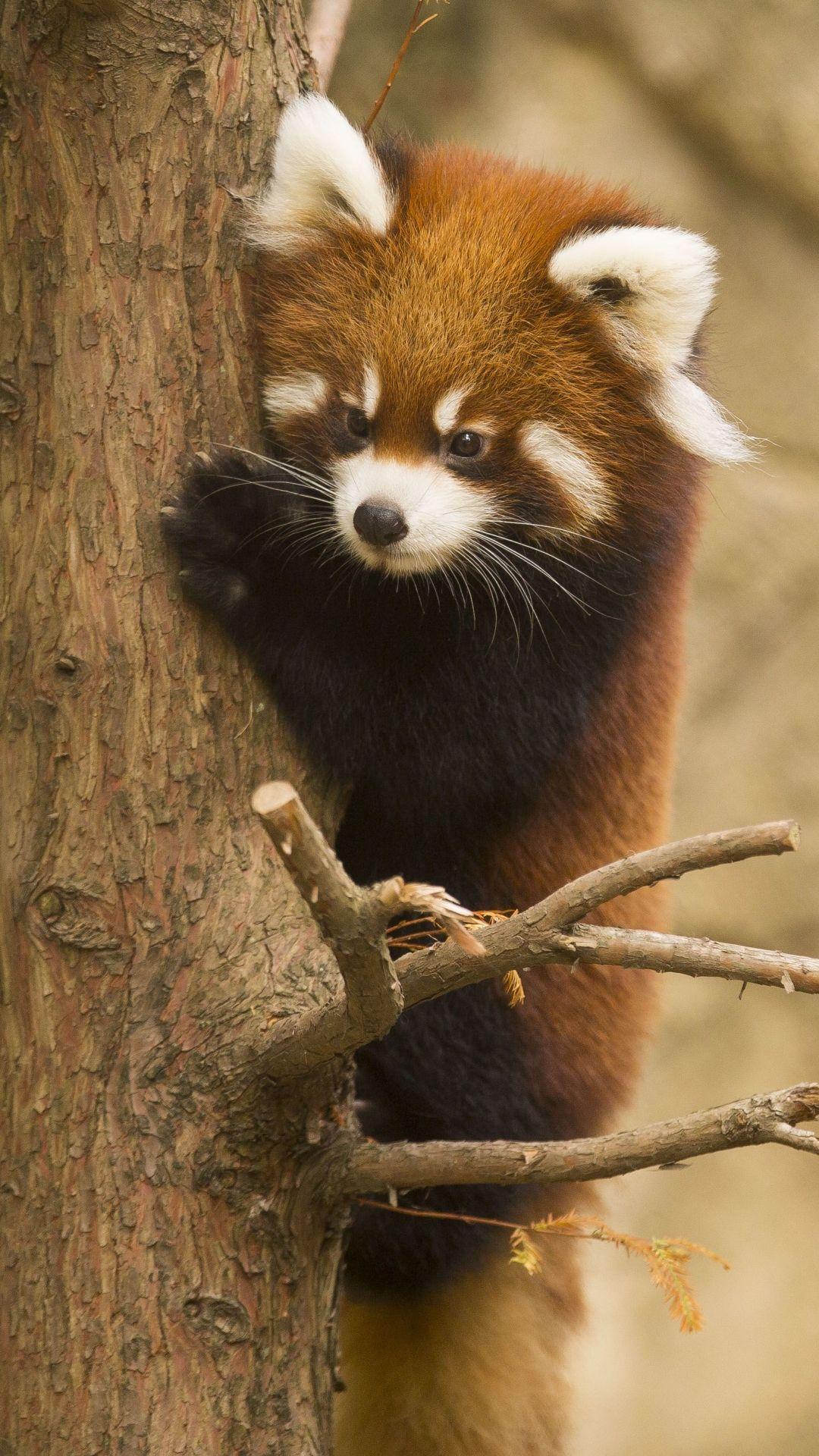 1080x1920 Animal Red Panda Chicago Zoo Mobile Wallpaper. Red panda, Red panda cute, Panda wallpaper