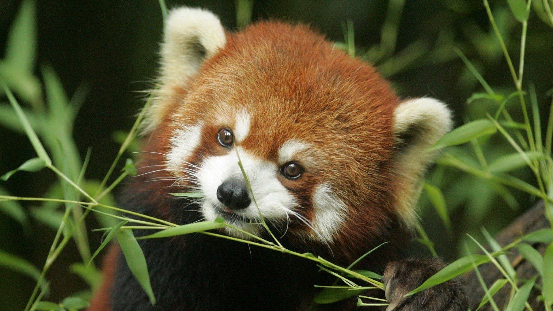 1920x1080 Cute Red Panda HD Wallpaper · The Big Photo