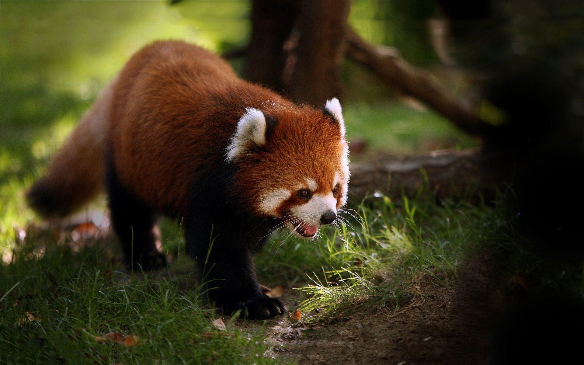 1920x1200 Red Panda Wallpaper background picture