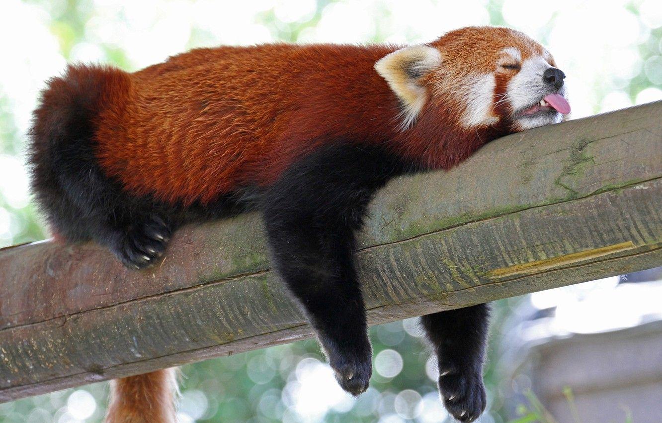 1332x850 Wallpaper language, sleep, sleeping, red Panda, log, firefox, red Panda image for desktop, section животные
