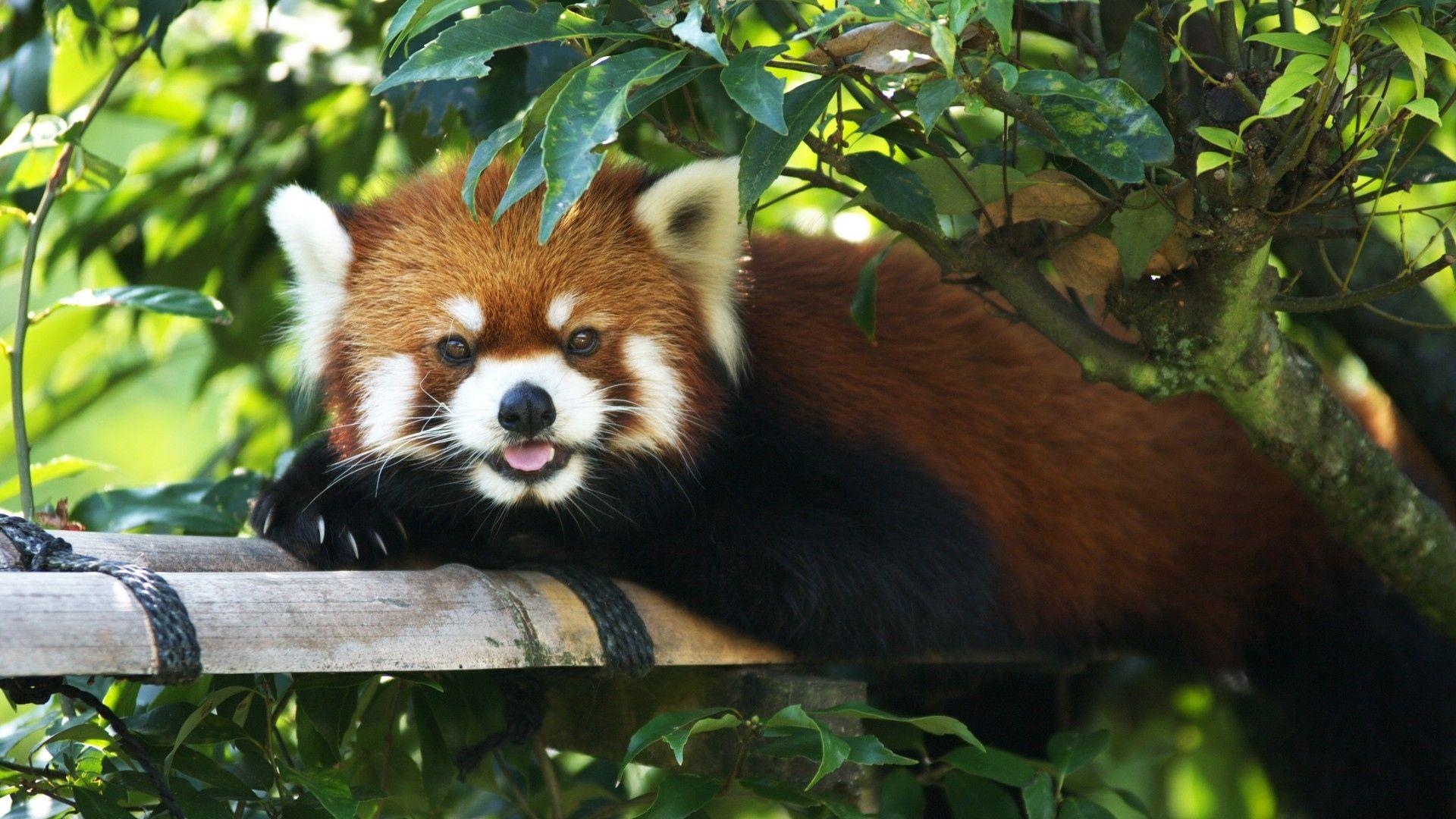 1920x1080 Beautiful Adorable Cute Wallpaper Red Panda wallpaper