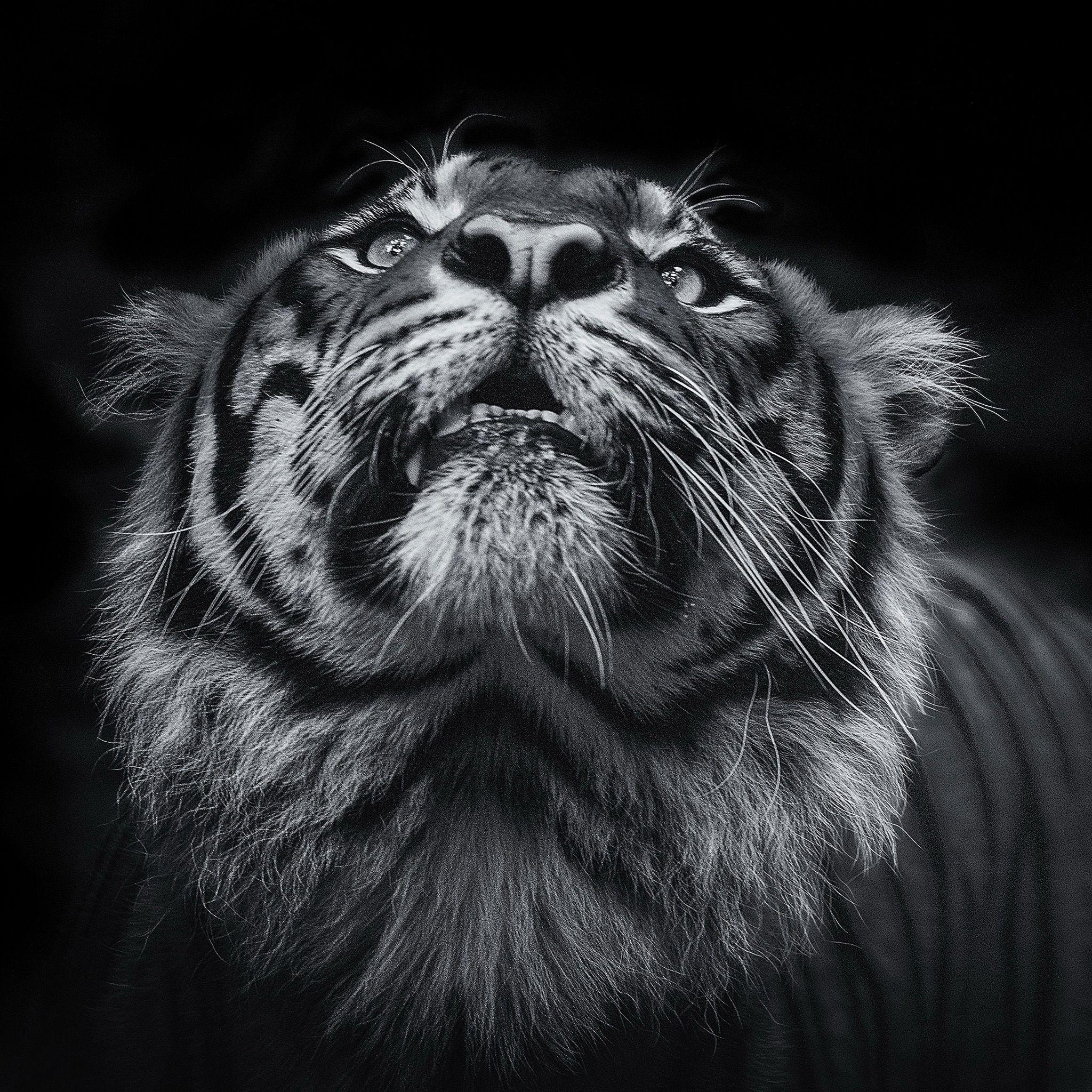 2048x2048 4K Black Wallpaper for Desktop, iPad & iPhone
