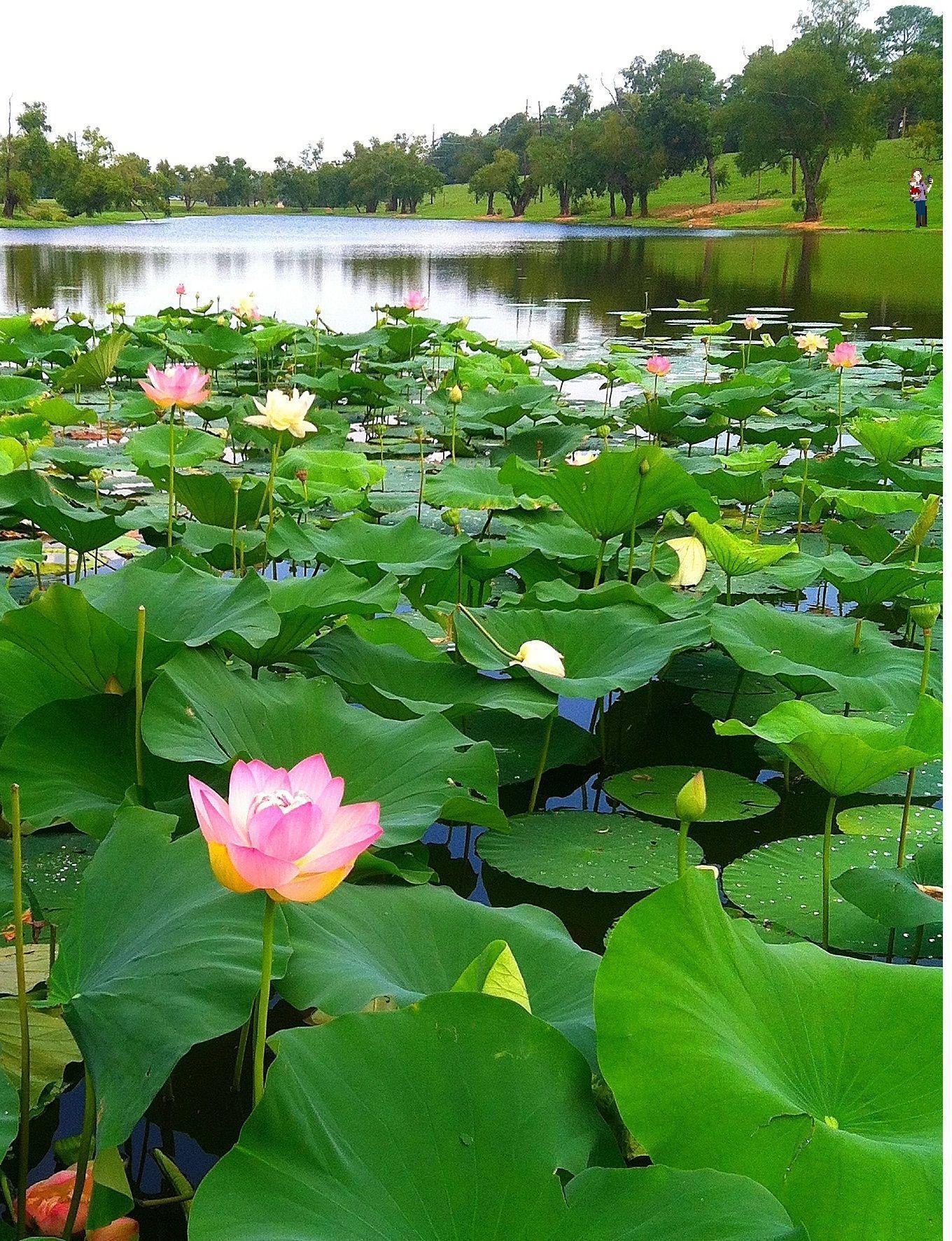 1360x1772 Lotus Garden Wallpaper