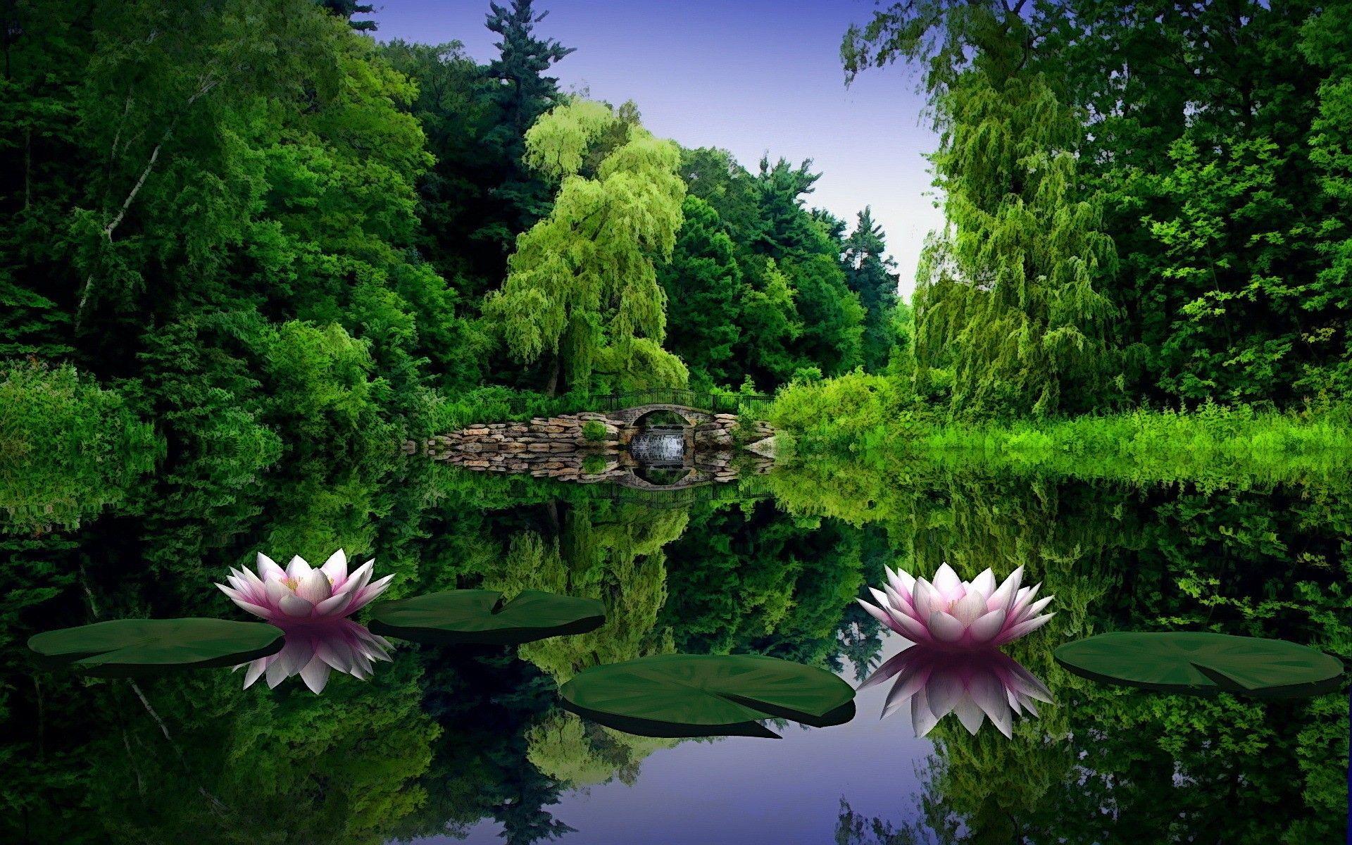 1920x1200 Lotus Flower Live Wallpaper : Apps & Games