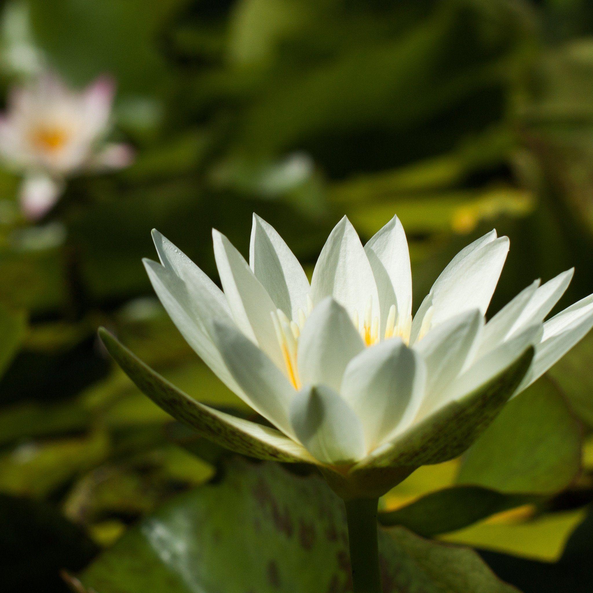 2048x2048 Water Garden Desktop Wallpaper Gallery