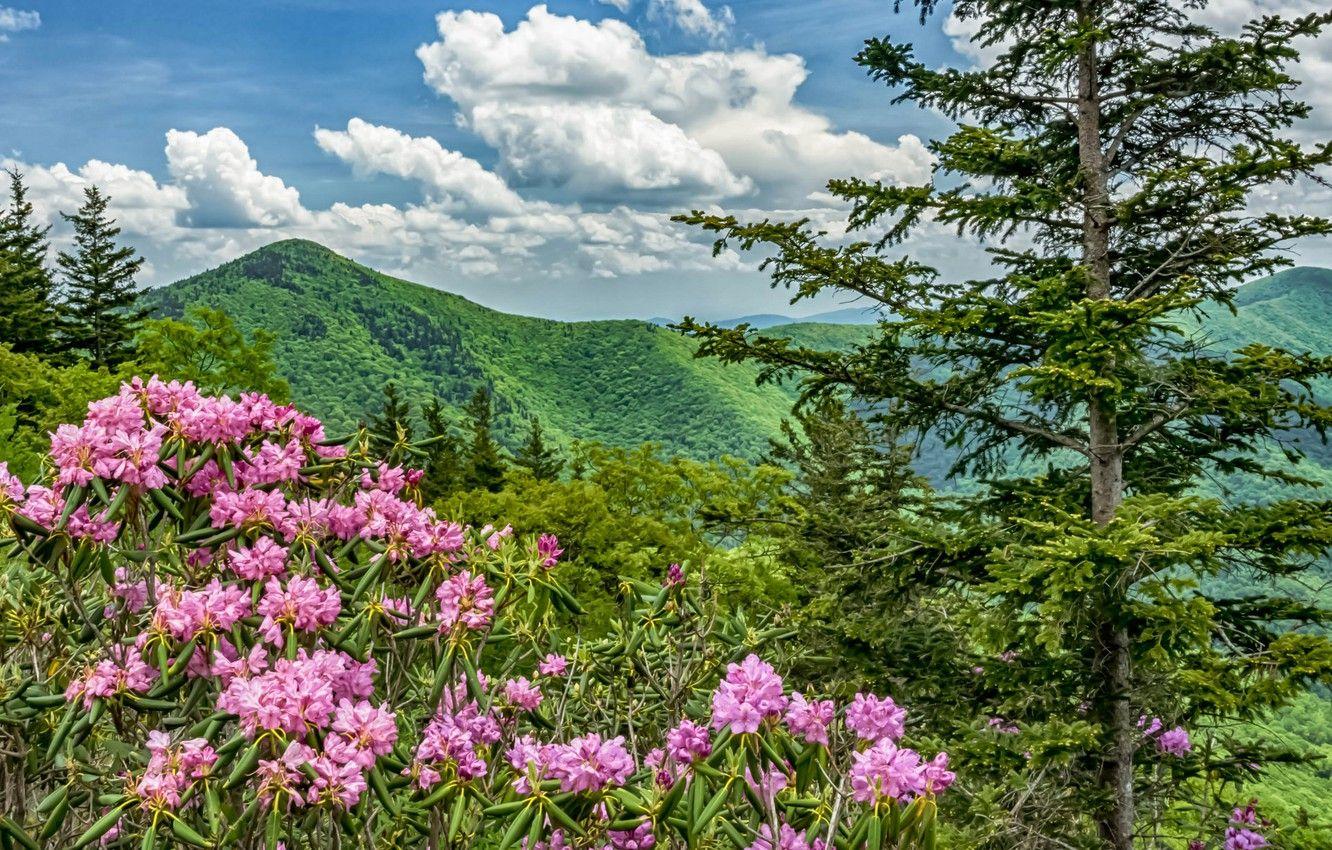 1332x850 Wallpaper flowers, mountains, USA, North Carolina, Blue Ridge Parkway, rhododendrons image for desktop, section природа