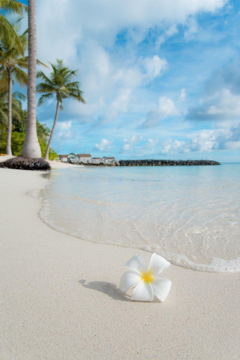 800x1198 Best Summer Picture [HD]. Download Free Image. Summer wallpaper, Ocean wallpaper, Summer picture
