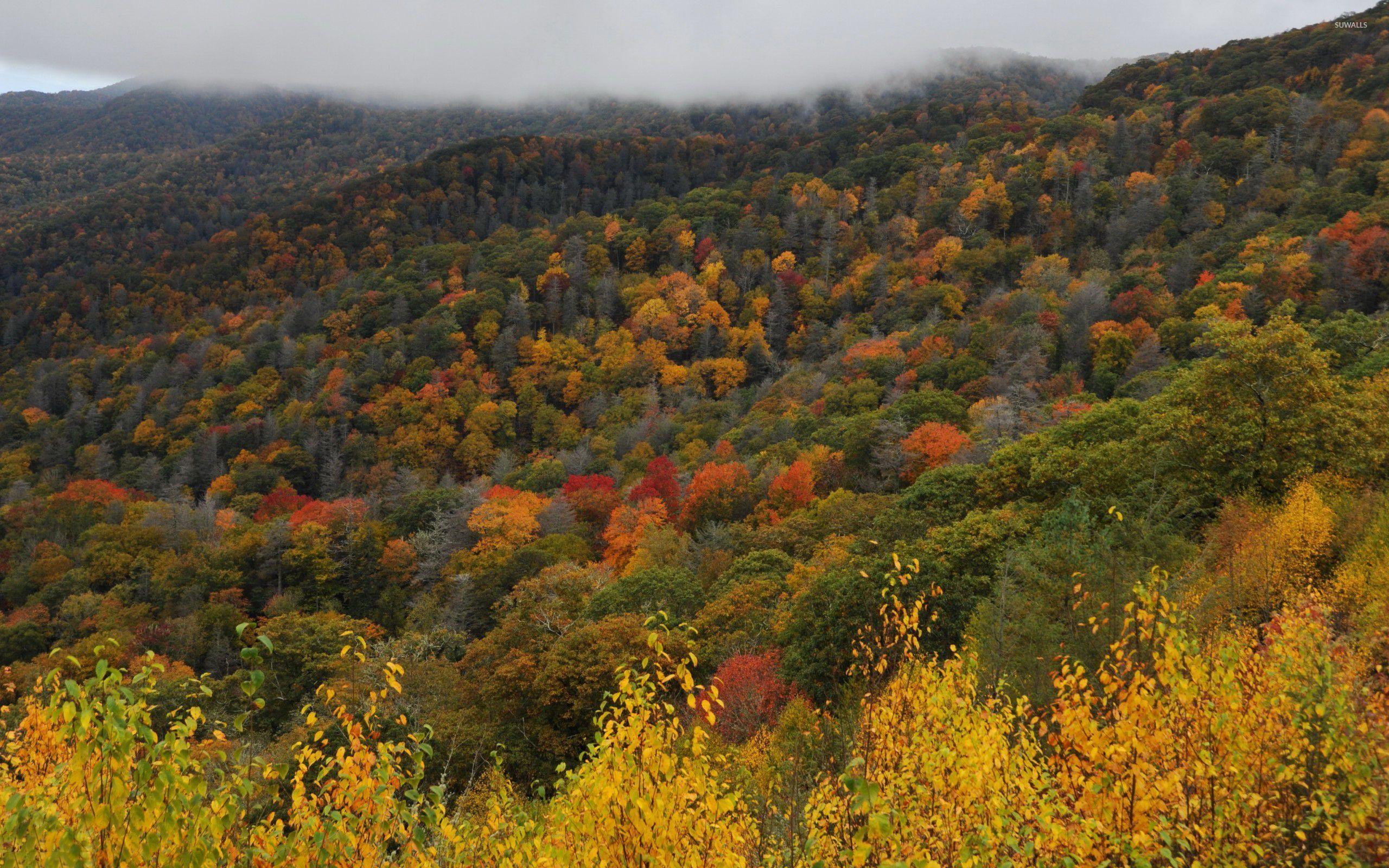 2560x1600 Great Smoky Mountains National Park Wallpaper