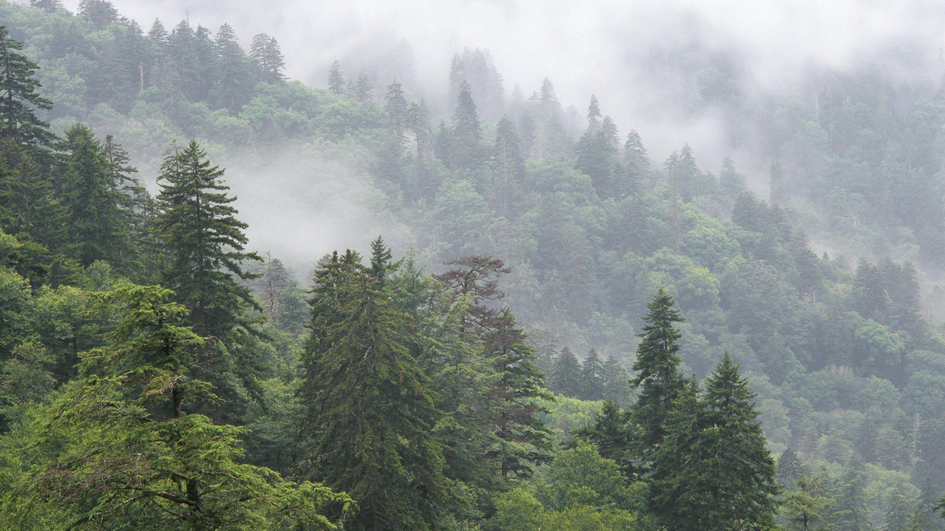 1920x1080 Desktop background wallpaper mountain smoky nature mountains albums. Mountain picture, Background, Great smoky mountains national park