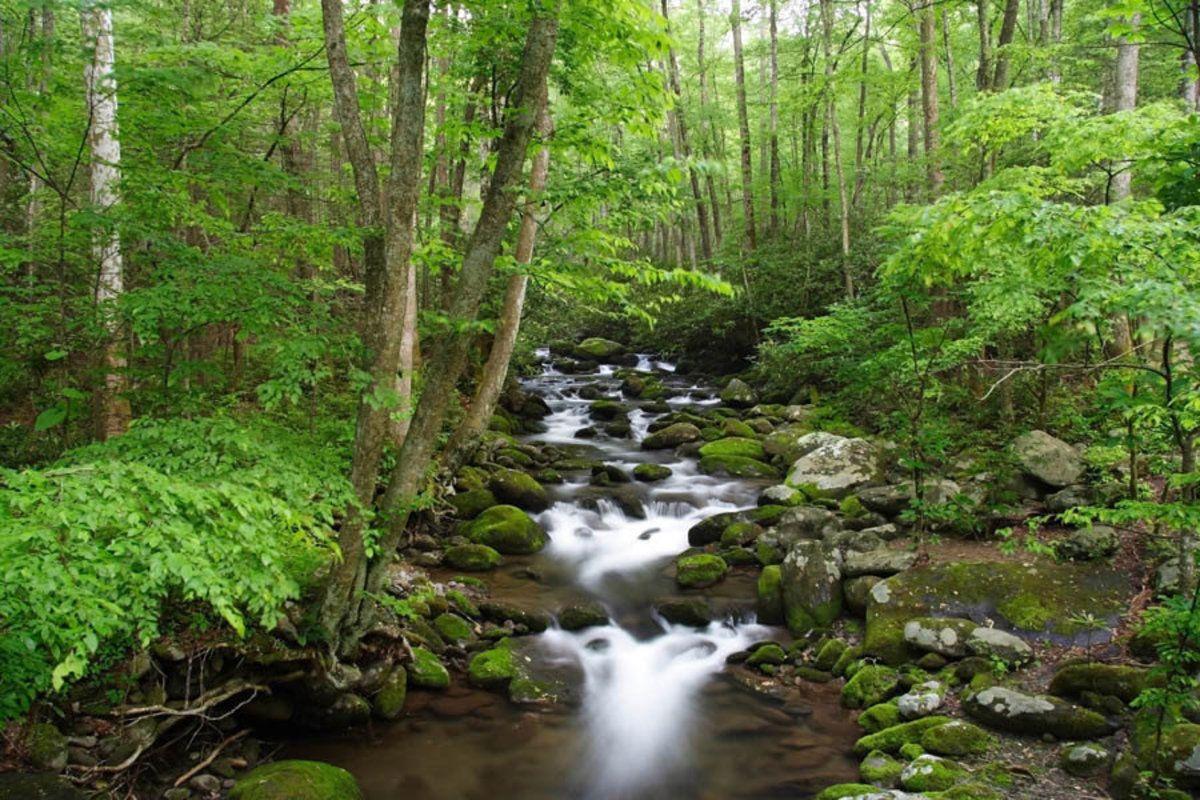1200x800 Great Smoky Mountains National Park Wall Mural. Nature Wallpaper Mural. Murals Your Way