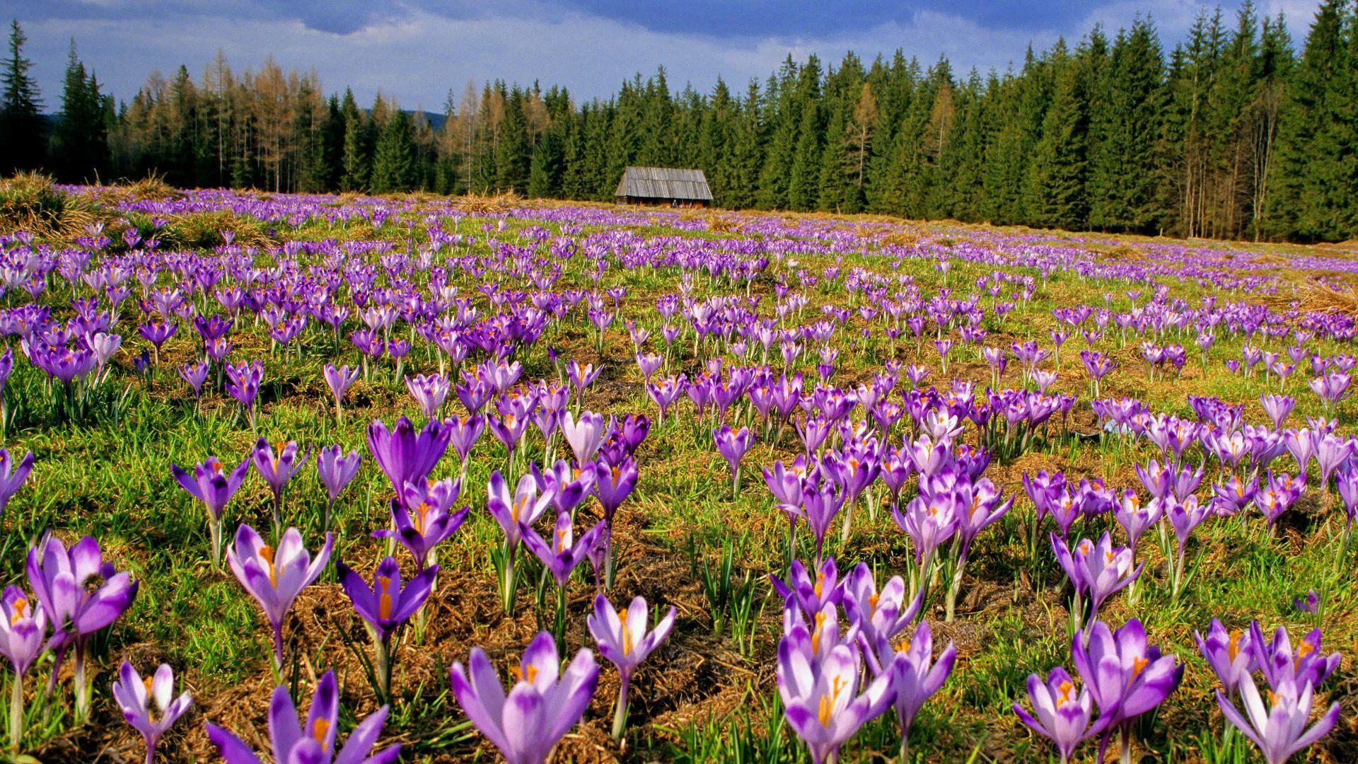 1920x1080 Tatra National Park Wallpaper