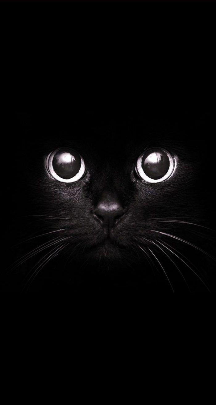 Black Cat Iphone Hd Wallpapers Top Free Black Cat Iphone Hd Backgrounds Wallpaperaccess