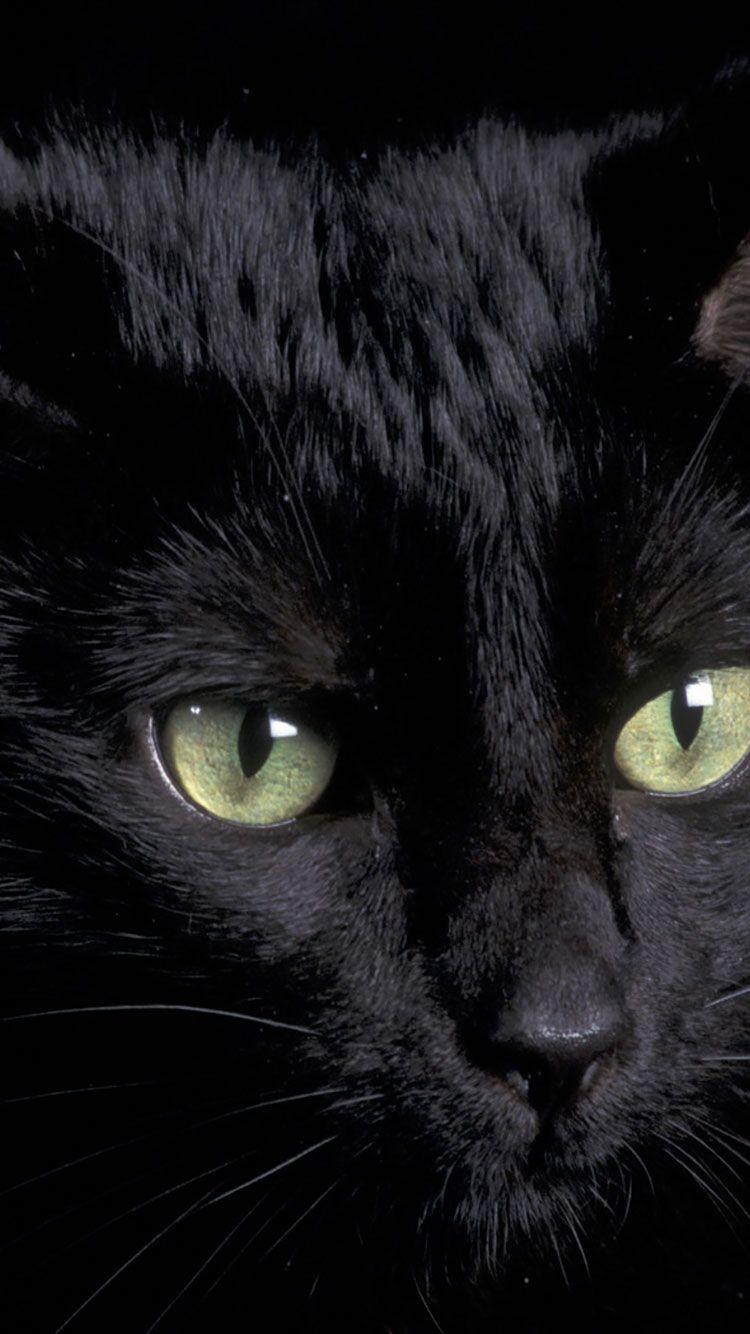 Black Cat Live Wallpaper  free download