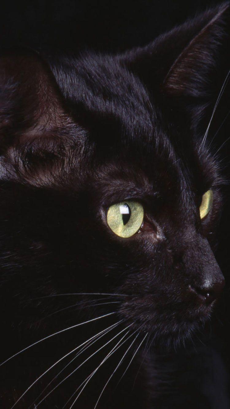 750x1334 Cat iPhone Wallpaper Cat Cat Profile HD Wallpaper