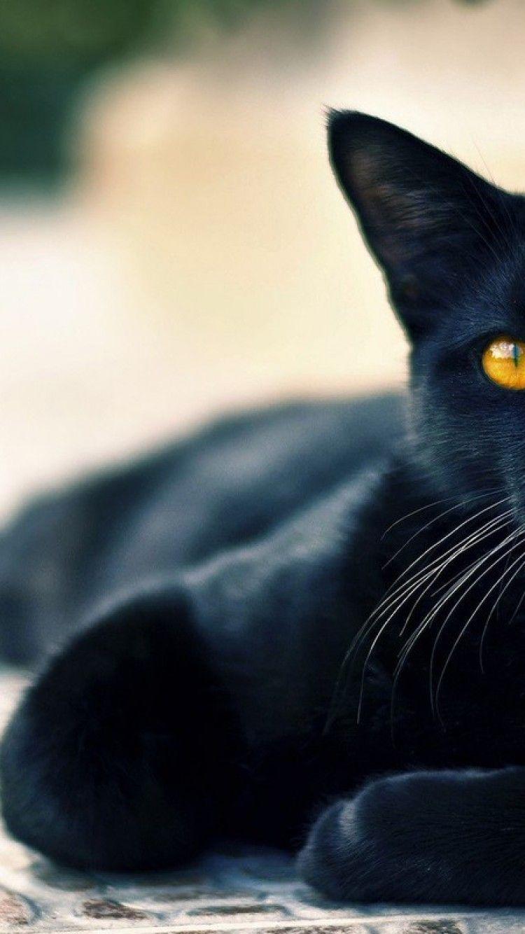 Black Cat Iphone Hd Wallpapers Top Free Black Cat Iphone Hd Backgrounds Wallpaperaccess