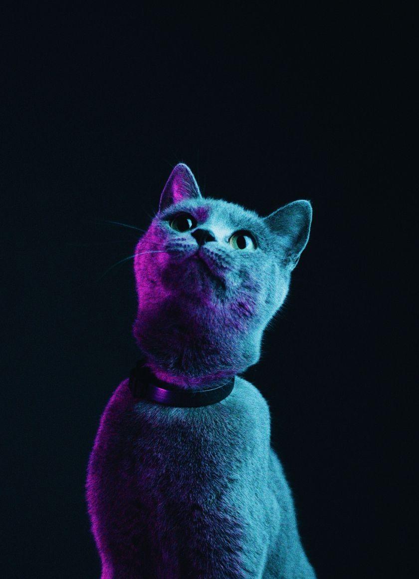 840x1160 Download 840x1160 wallpaper glow, black cat, iphone iphone 4s, ipod touch, 840x1160 HD image, background, 23992