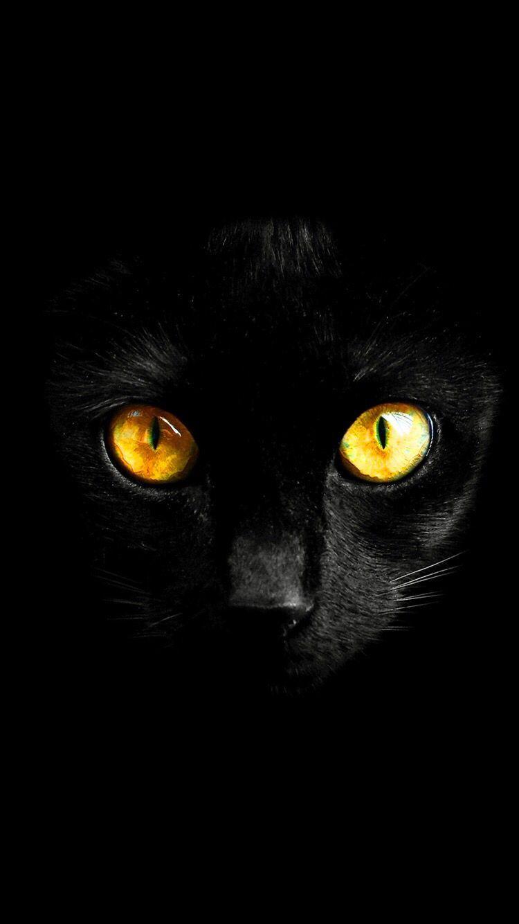 Black Cat iPhone HD Wallpapers - Top Free Black Cat iPhone HD ...