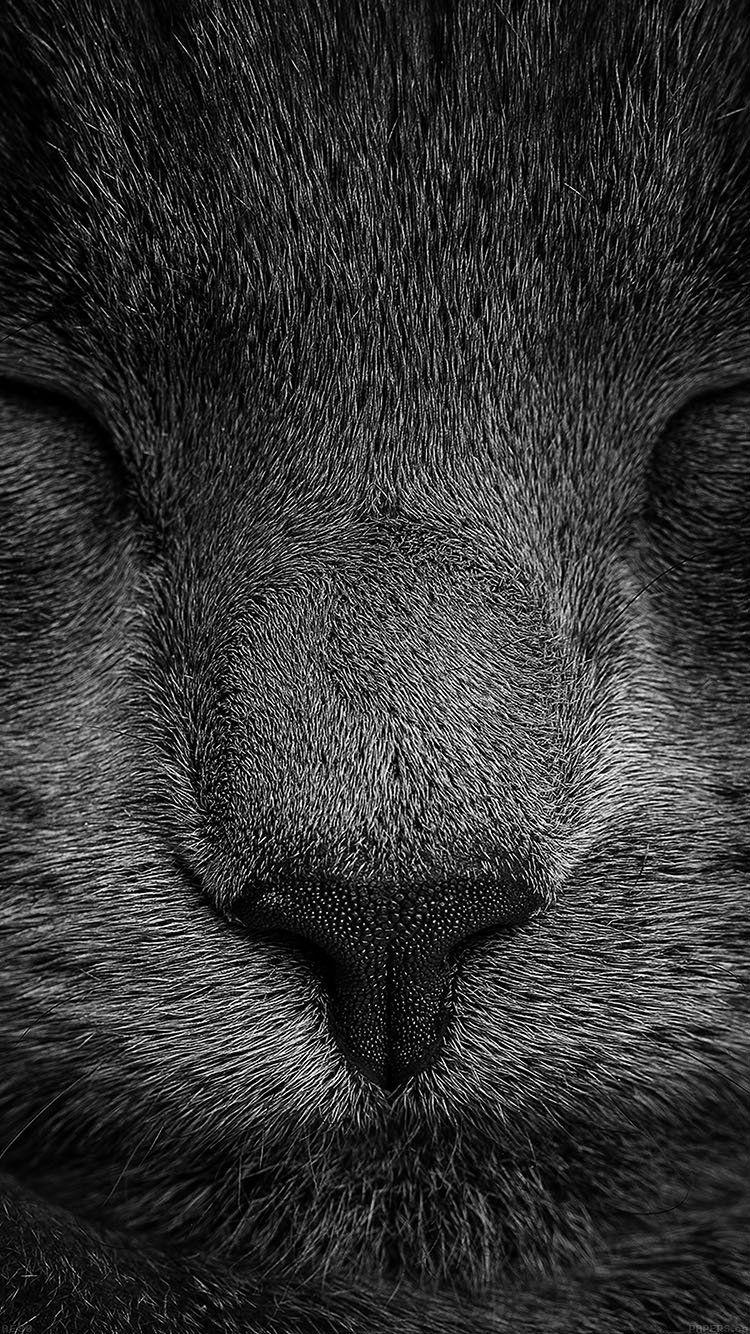 750x1334 iPhone7 wallpaper. sleeping black cat zoom nature
