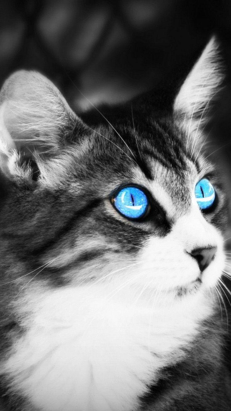 750x1334 Free download Black and white cat iPhone 6 Wallpaper HD iPhone 6 Wallpaper [750x1334] for your Desktop, Mobile & Tablet. Explore Black Cat iPhone Wallpaper. Cheshire Cat Wallpaper iPhone