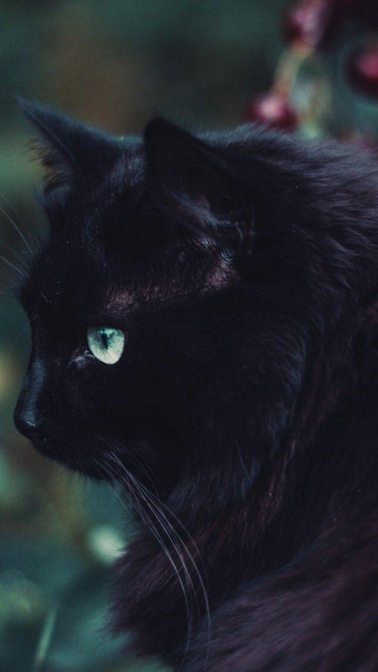 Black Cat iPhone HD Wallpapers Top Free Black Cat iPhone HD