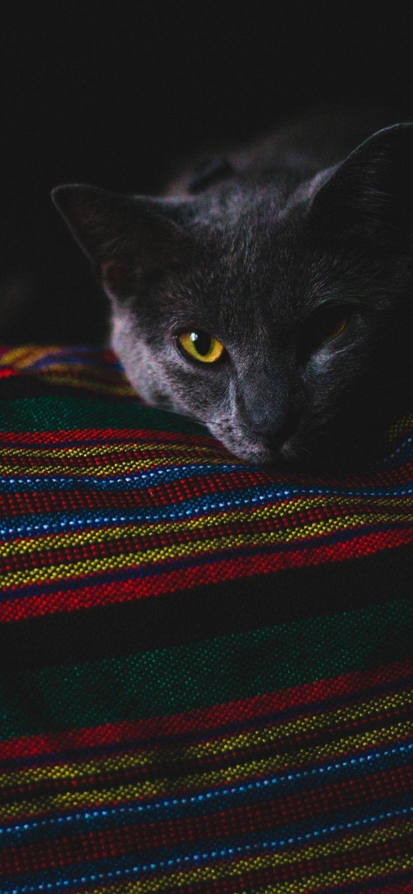 828x1792 Black Cat In The Darkness 1080x1920 IPhone 8 7 6 6S Plus Wallpaper, Background, Picture, Image