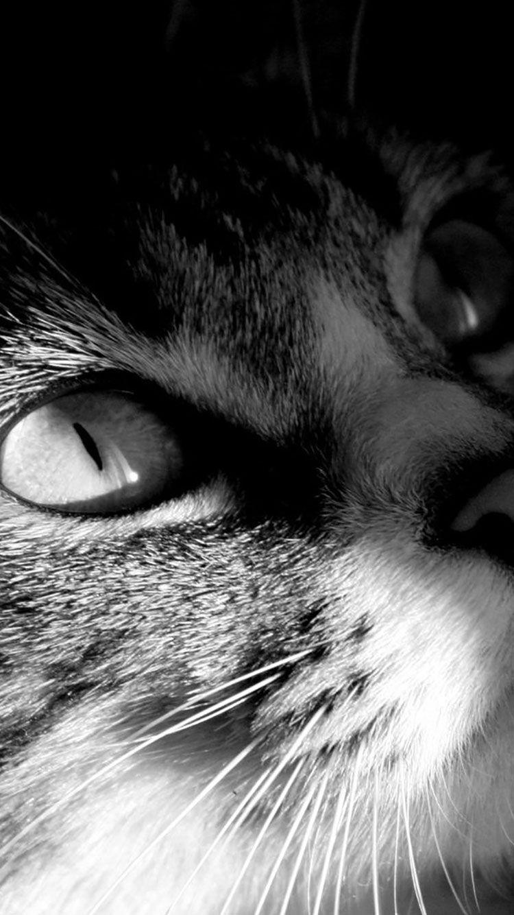 750x1334 Cat iPhone Wallpaper HD Wallpaper