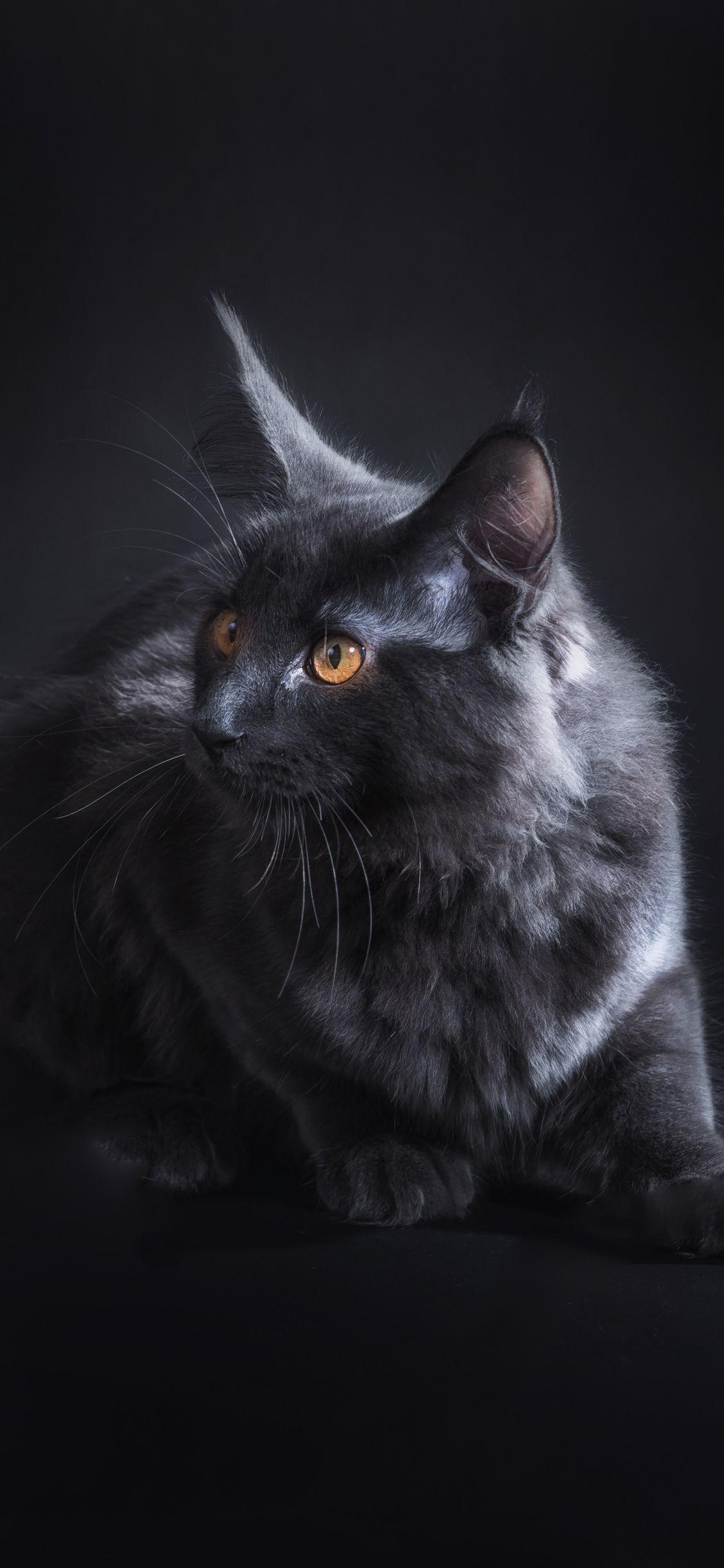 Black Cat iPhone HD Wallpapers - Top Free Black Cat iPhone HD