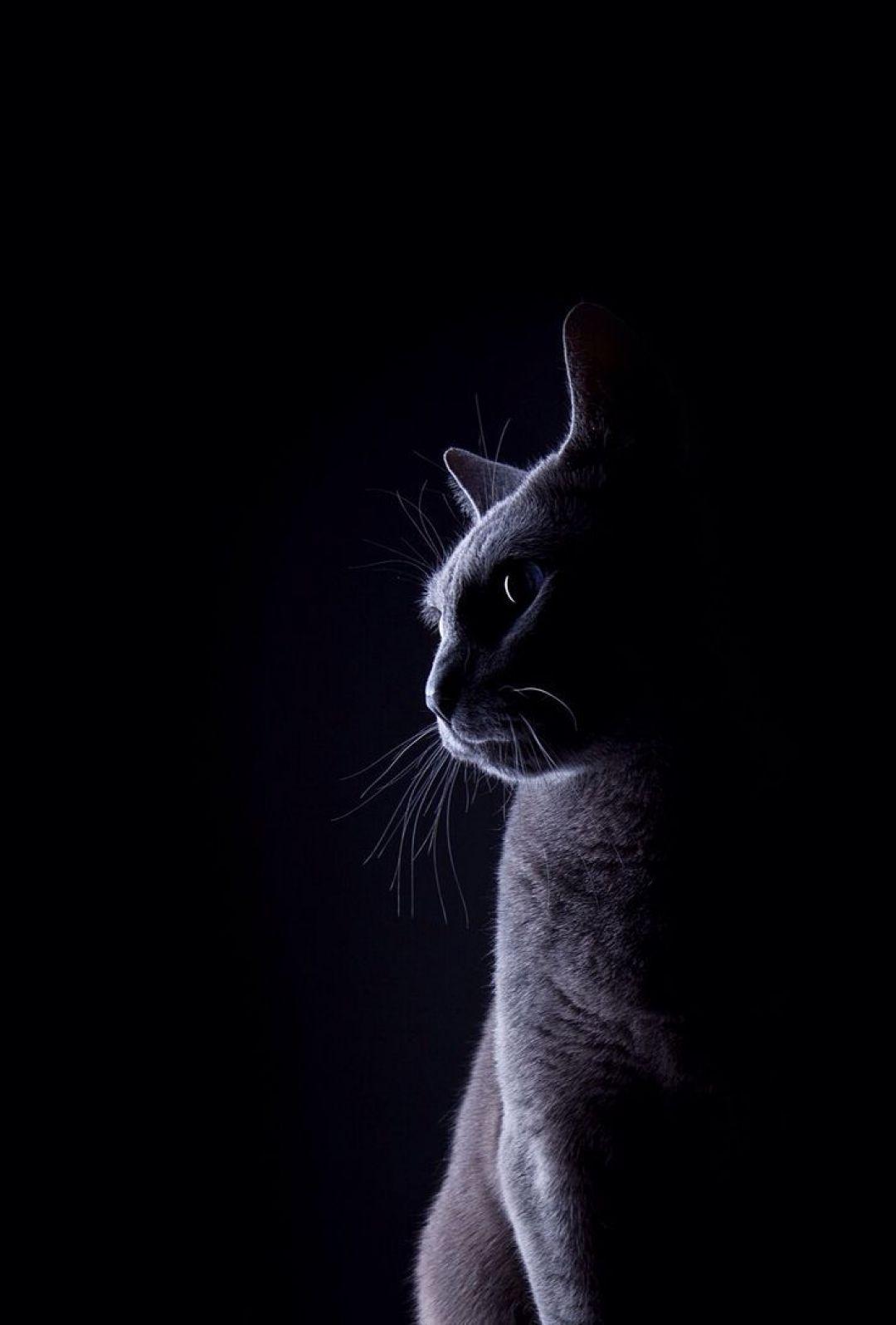 1080x1595 Adorable Black Cat Wallpaper, Black Cat Wallpaper 46 Wallpaper / iPhone HD Wallpaper Background Download (1080x1595) (2021)
